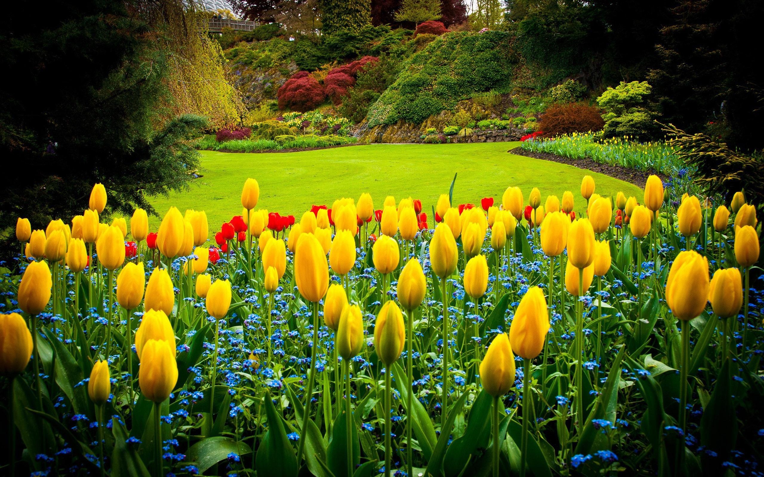 Tulipani gialli, Giardino, Aiuole, Primavera, 2560x1600, immagine di sfondo