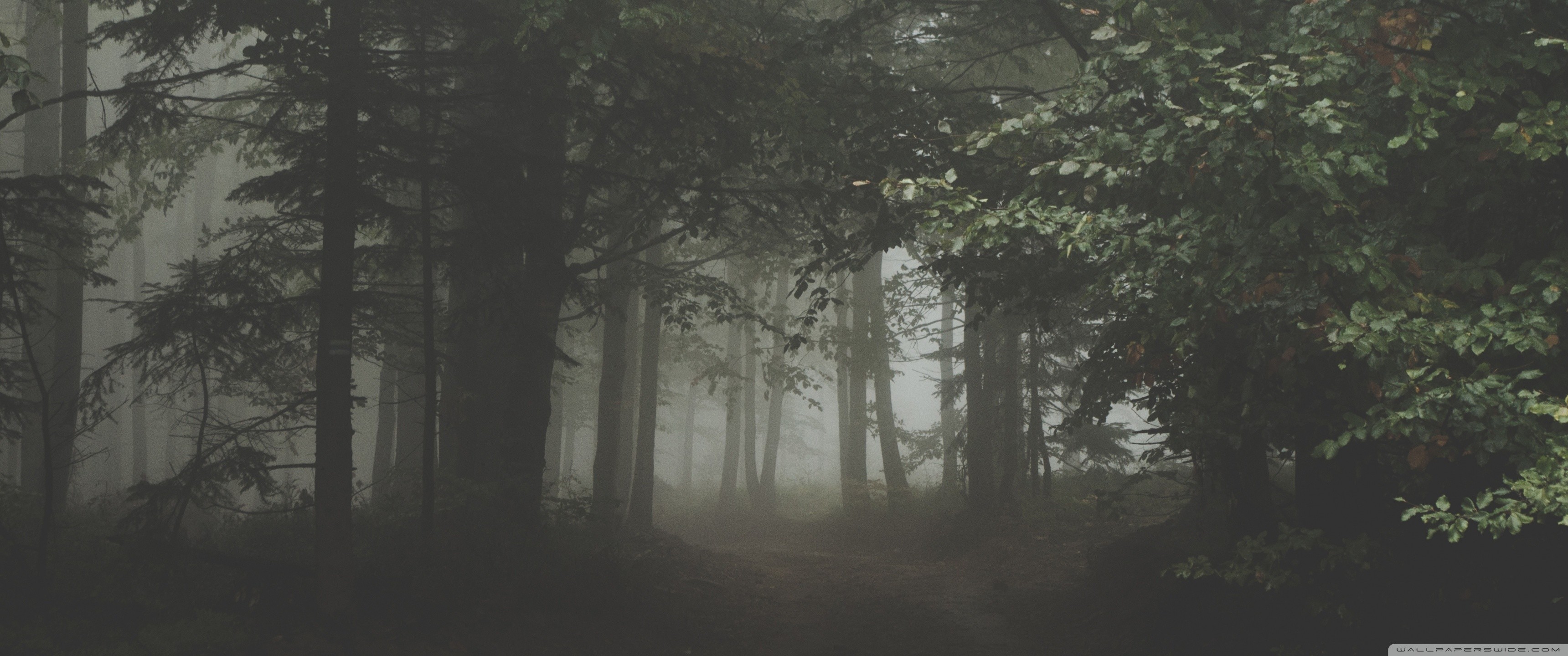 Foresta, Nebbia, Verde scuro, 2K, sfondo Windows 11