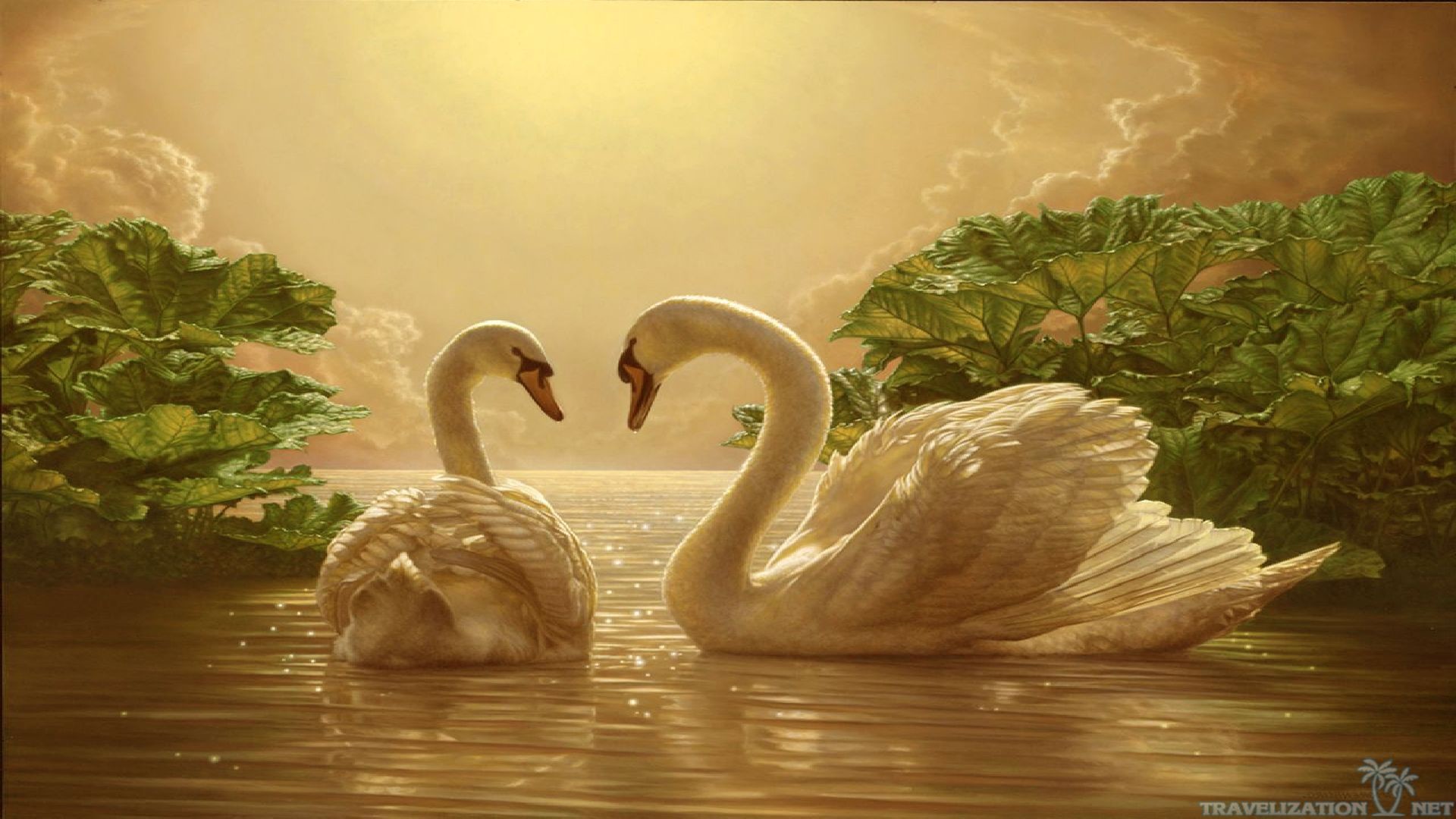 Cigni, Coppia, Lago, Luce dorata, 16:9 Full HD, sfondo widescreen