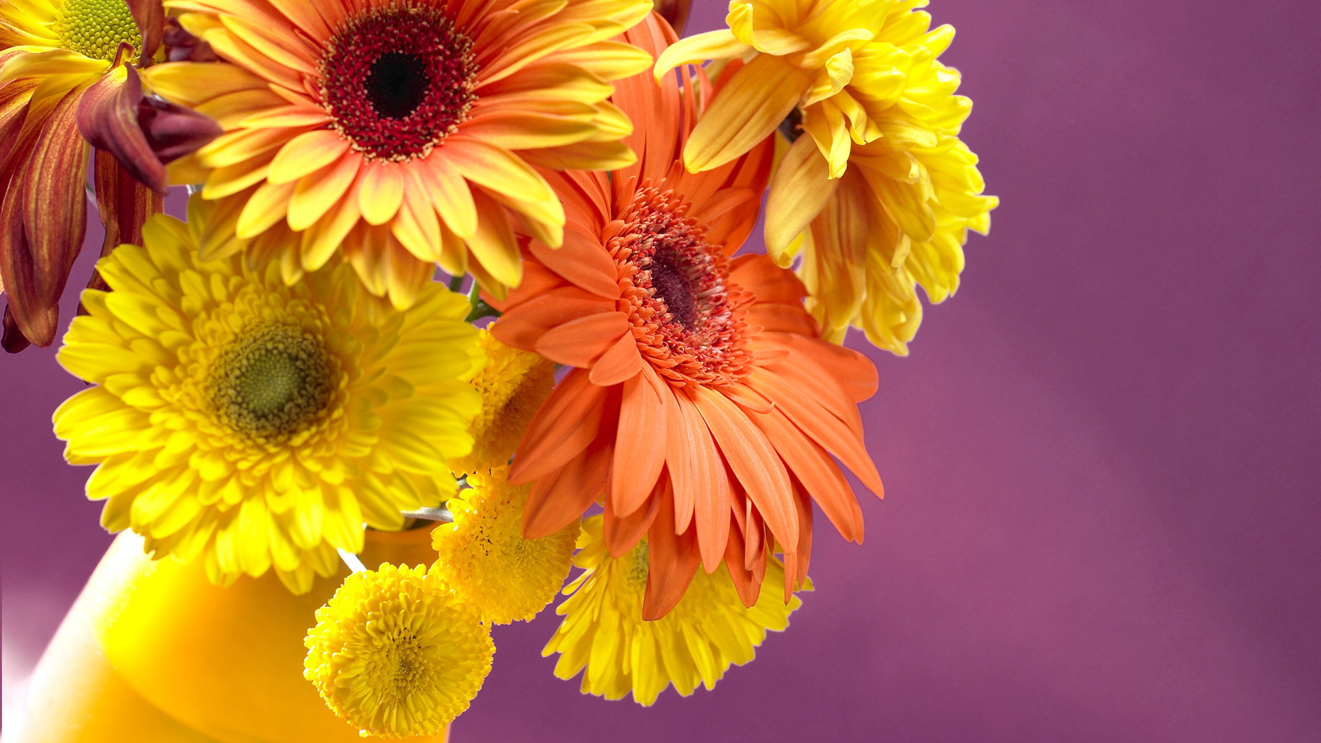 Gerbere, Fiori, Mazzo, Sfondo viola, 16:9 Full HD, wallpaper widescreen