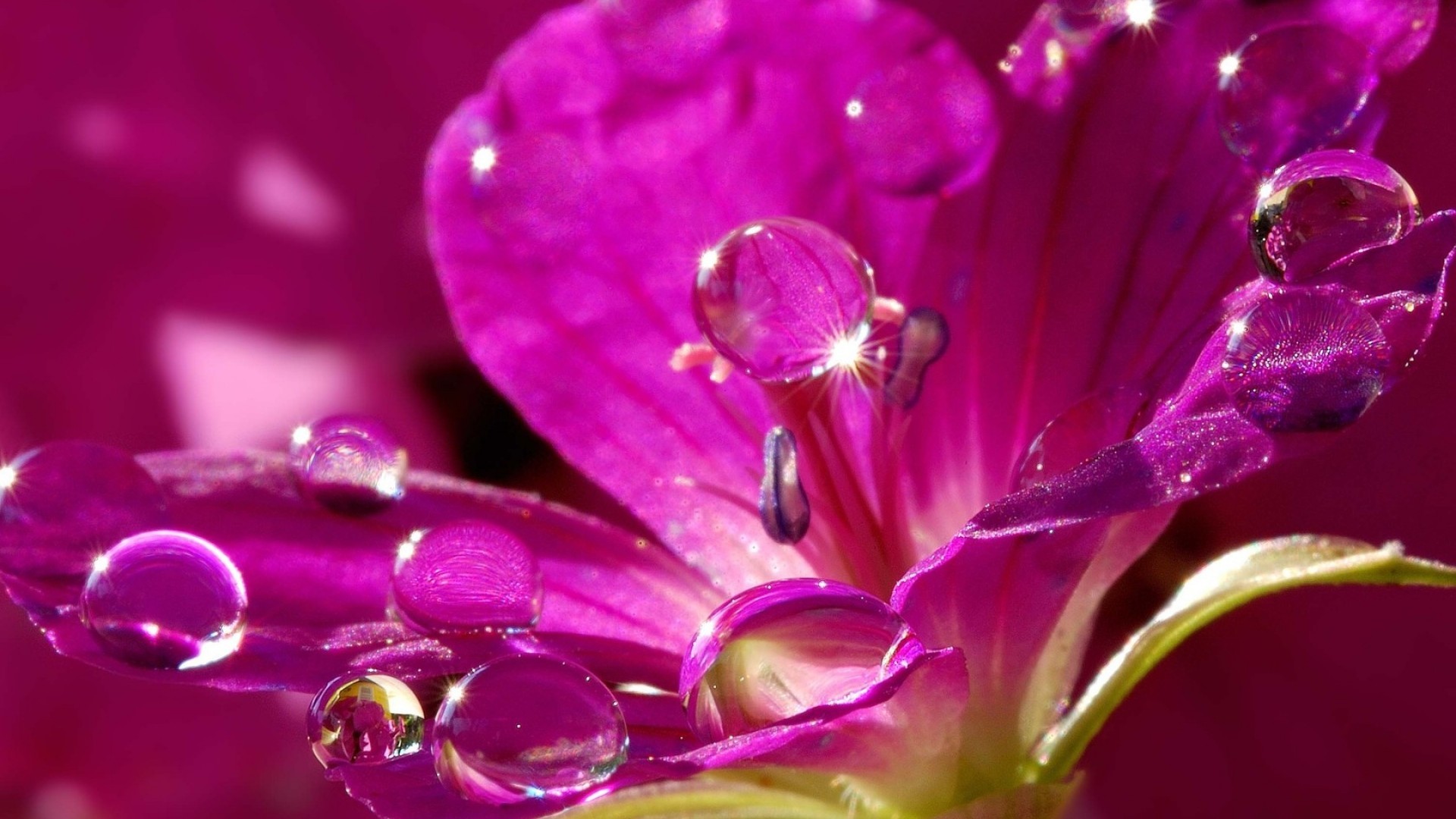 Fiore, Gocce d'acqua, Macro, Fucsia, Full HD, sfondo per portatile