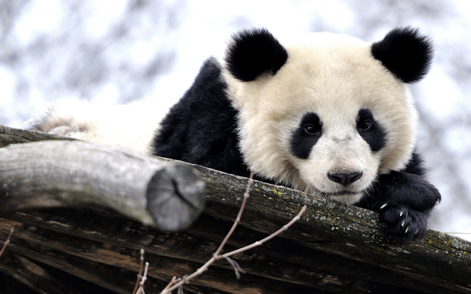 Panda gigante, Tronco, Neve, 1920x1200, immagine di sfondo
