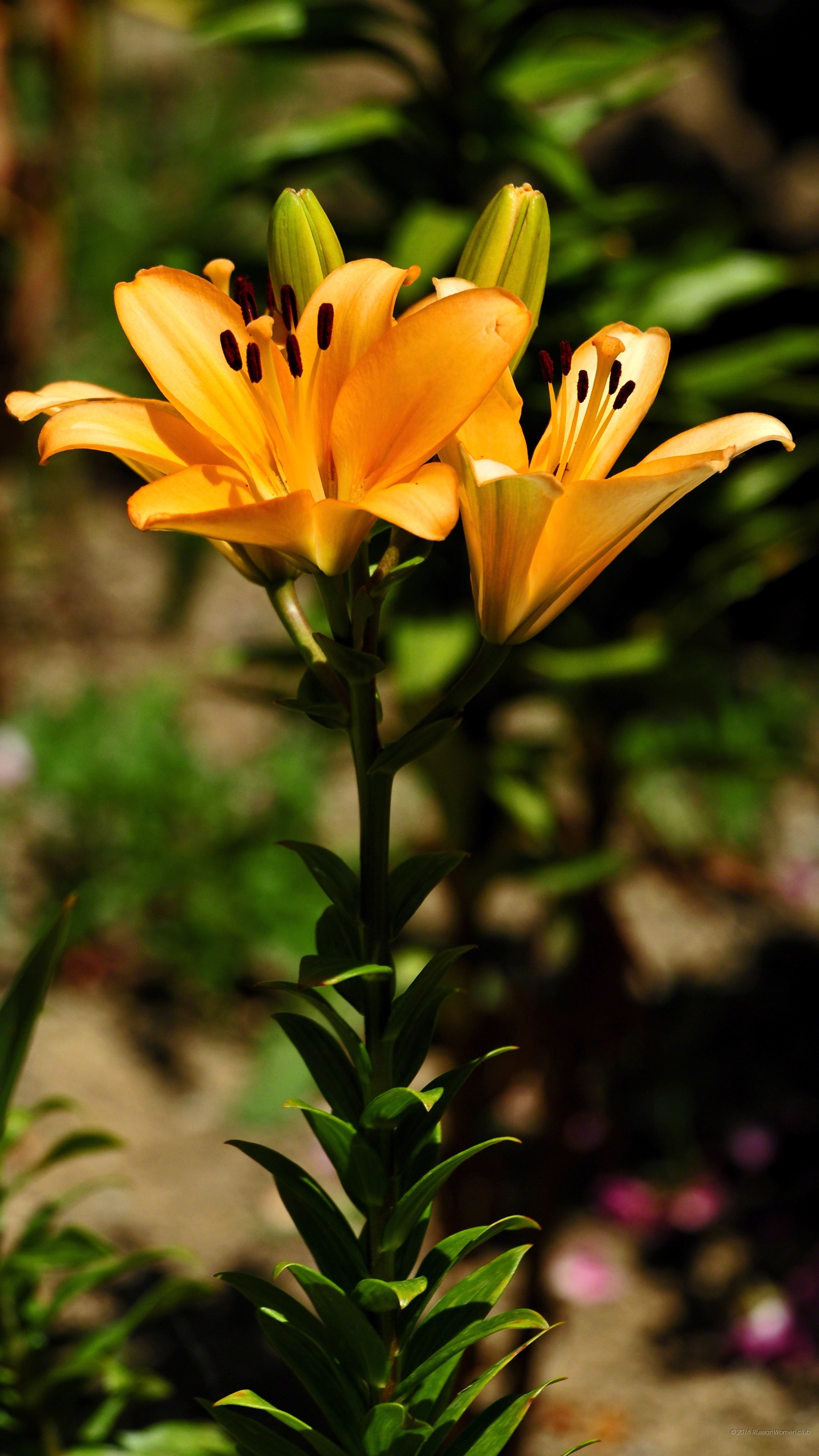 Gigli, Fiori arancioni, Giardino, sfondo per cellulare, iPhone e Android