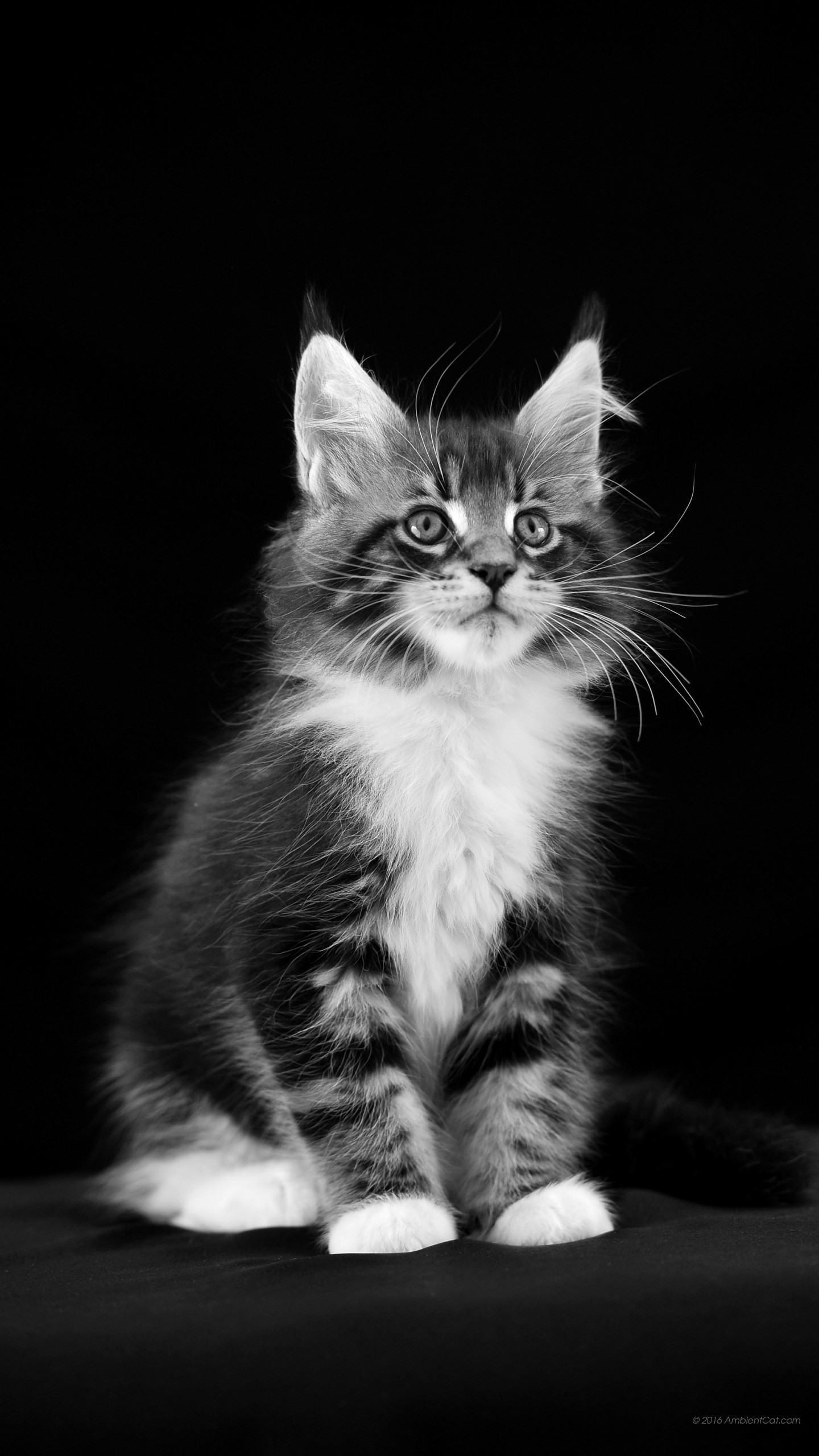 Gattino, Bianco e nero, Seduto, Gatto, QHD+, sfondo verticale per cellulare