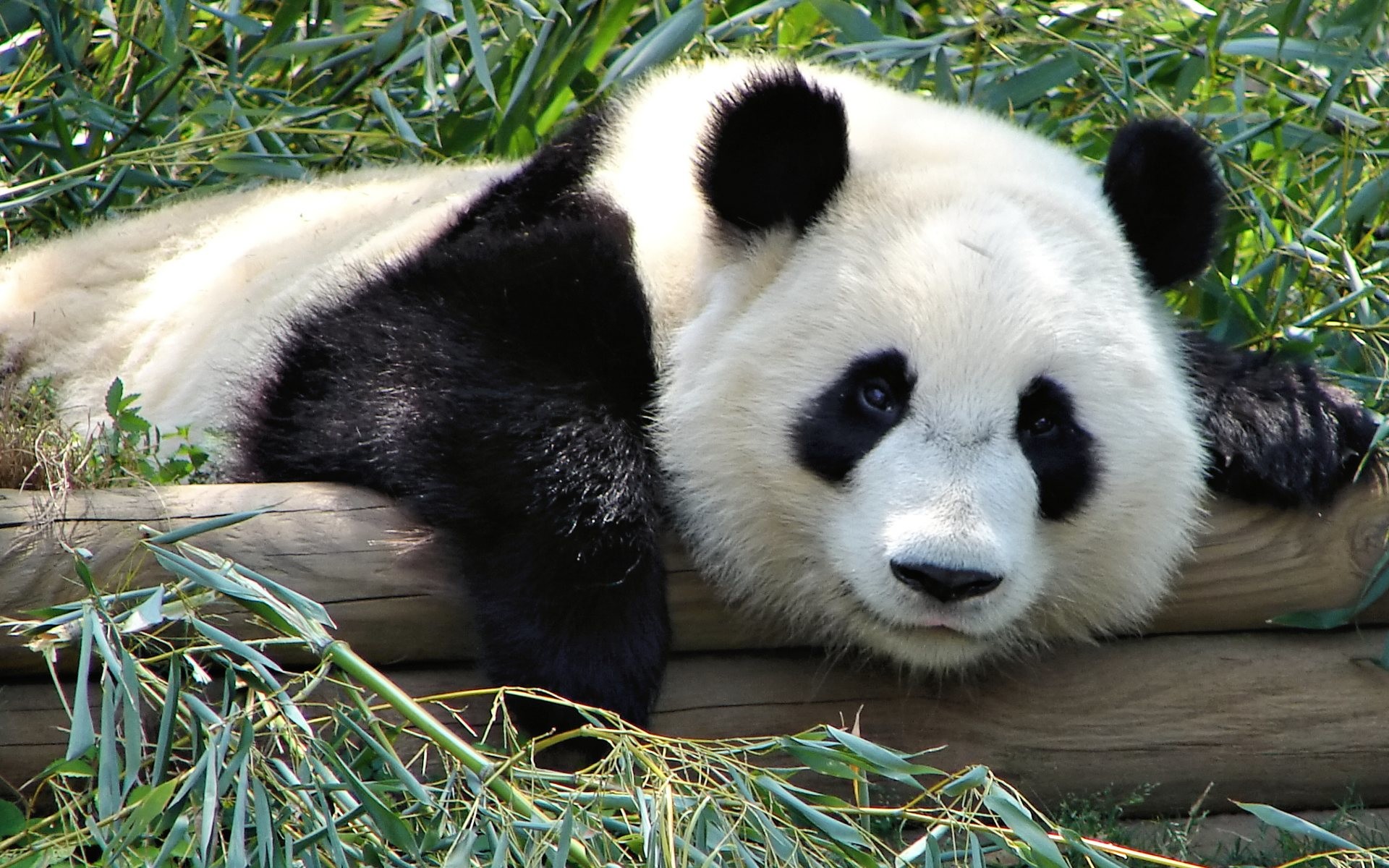 Panda gigante, Tronco, Bambù, 1920x1200, wallpaper desktop