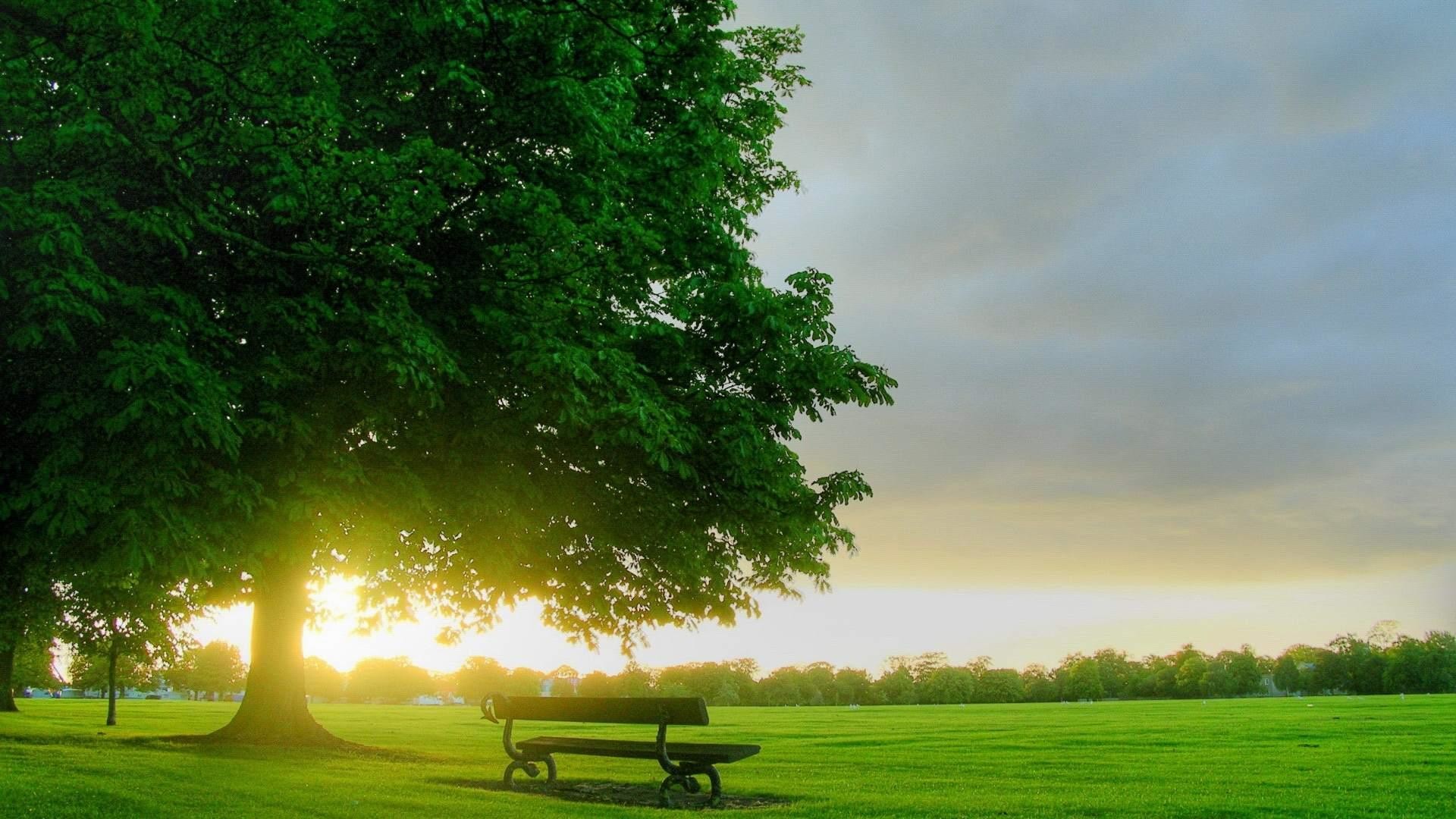 Albero, Panchina, Parco, Prato verde, Sole, 1920x1080, immagine di sfondo