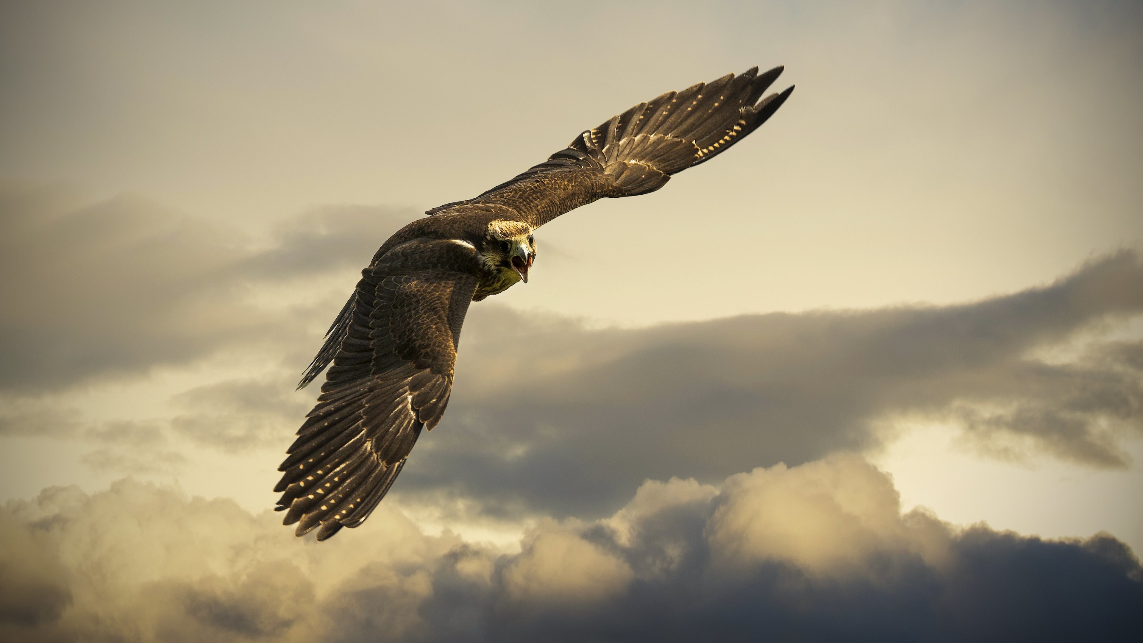 Falco, Volo, Nuvole, Rapace, 4K, sfondo per portatile