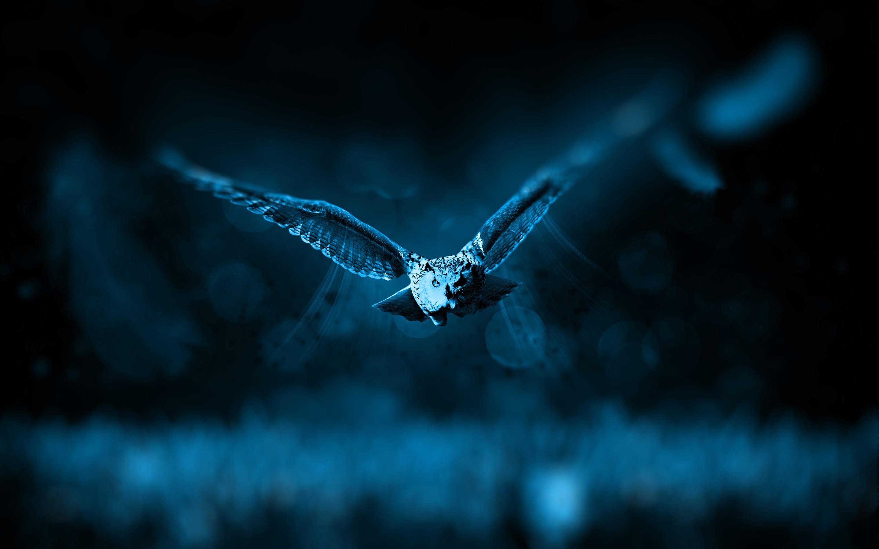 Gufo, Volo, Notte, Blu, 2K, sfondo per desktop