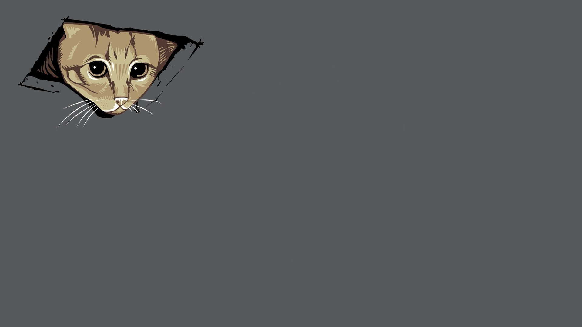 Gatto, Soffitto, Meme, Grigio, Full HD, sfondo per portatile
