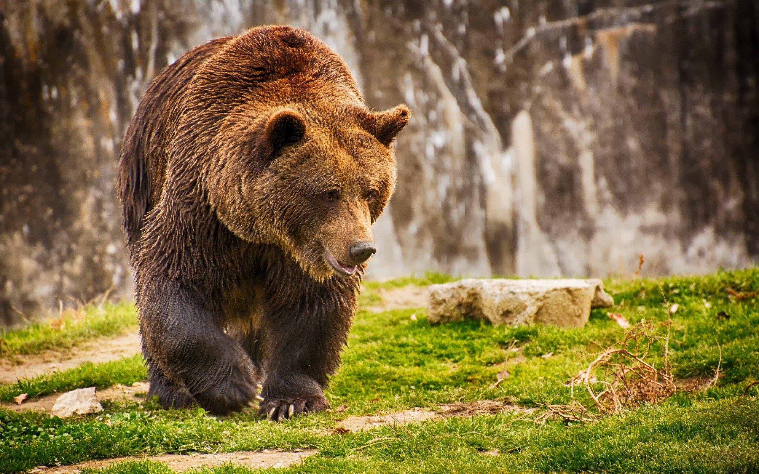 Orso bruno, Prato, Camminata, Muso, 2K 1600p, sfondo desktop