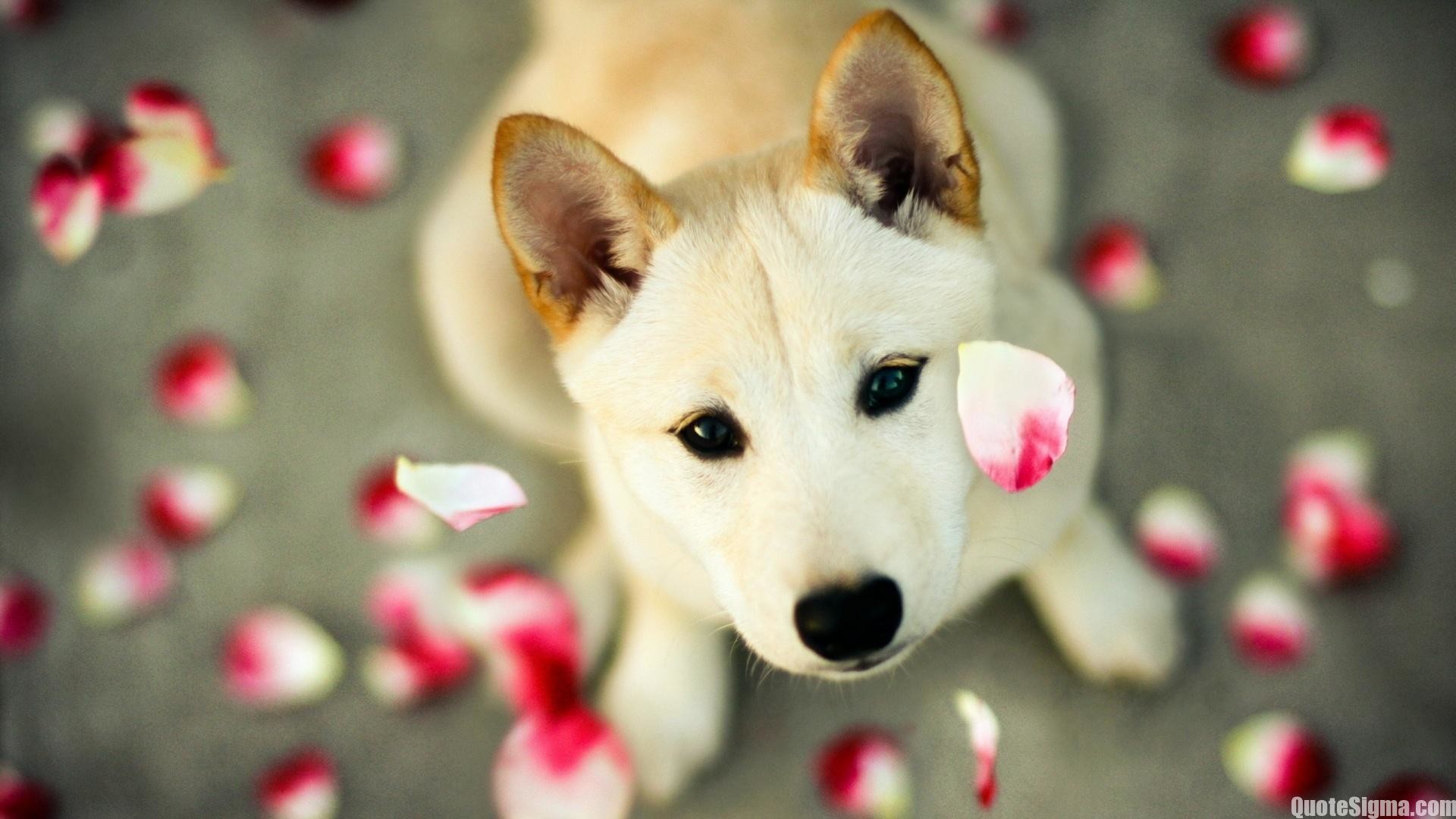 Shiba Inu, Cucciolo, Petali, Cane, Full HD 1080p, sfondo desktop
