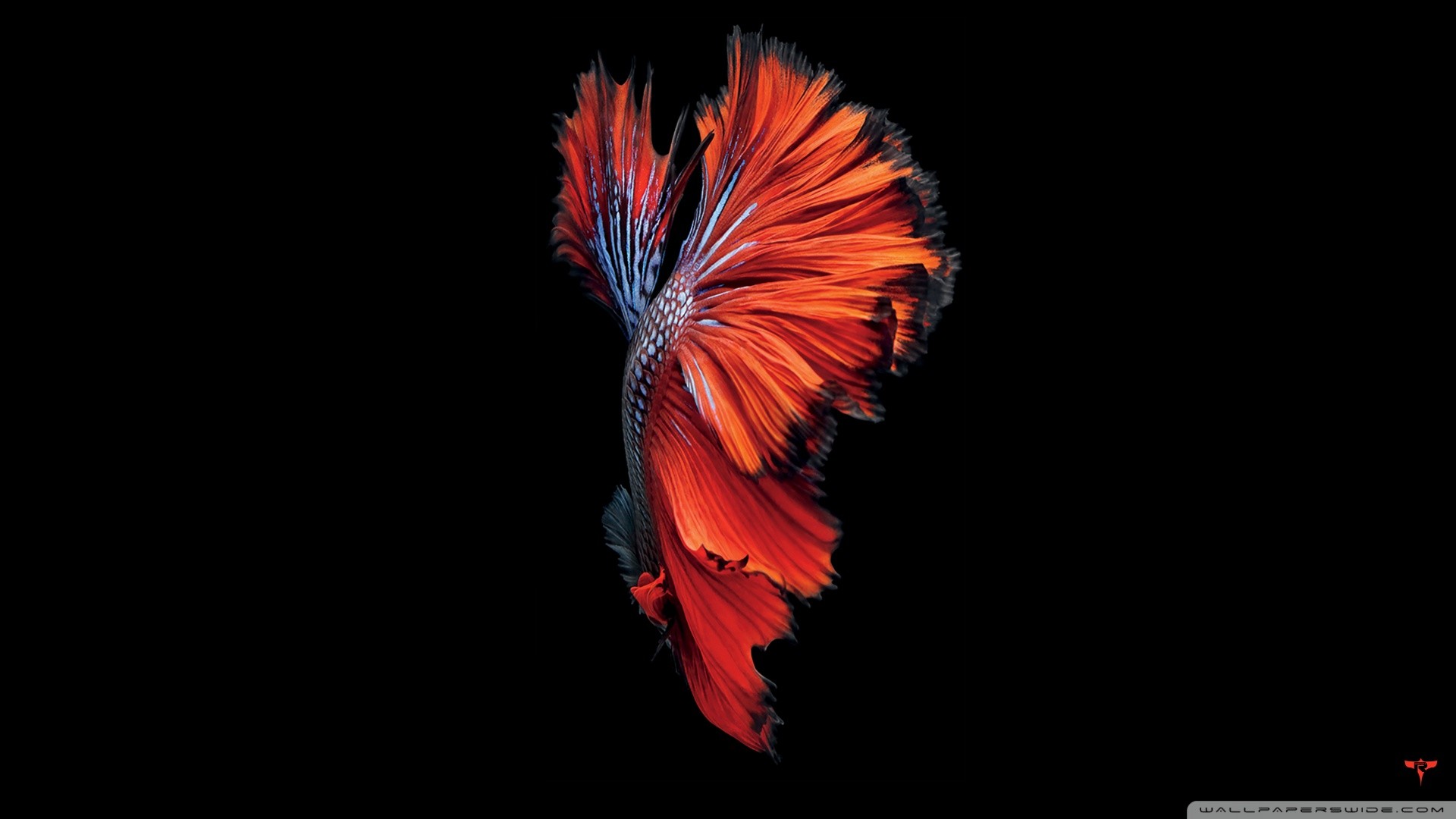 Pesce combattente, Betta, Sfondo nero, Rosso, 16:9 Full HD, wallpaper widescreen