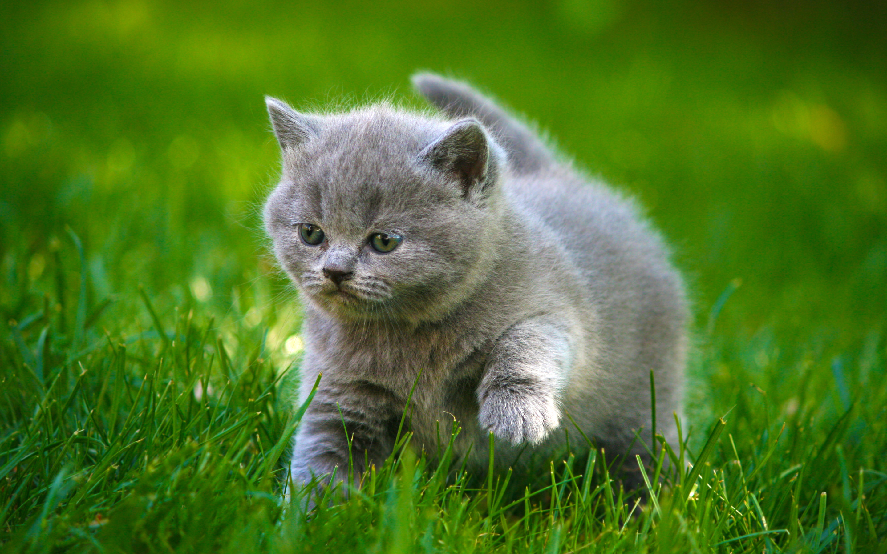 Gattino, British Shorthair, Grigio, Erba, Verde, 2K, sfondo desktop