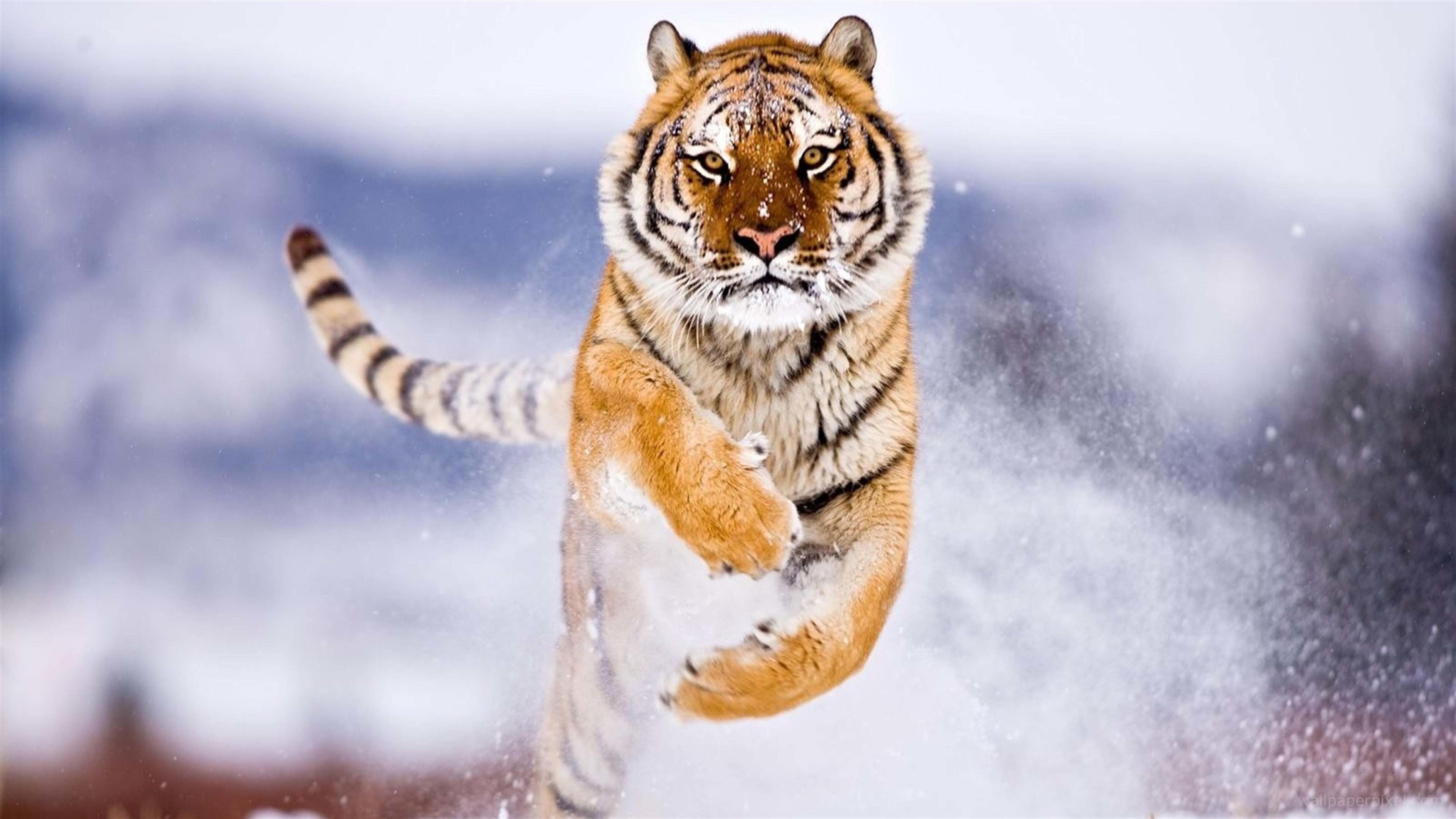 Tigre siberiana, Corsa, Neve, Inverno, 4K, sfondo per PC