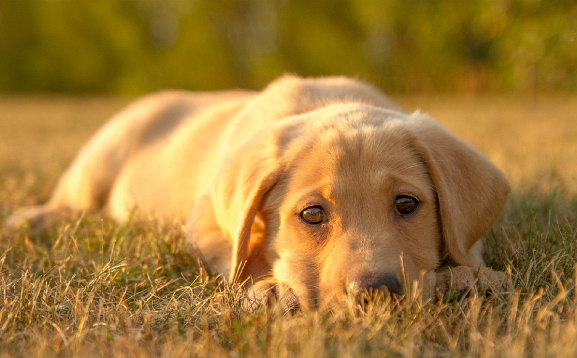 Labrador, Cucciolo, Erba secca, Luce dorata, Animali, sfondo Full HD per desktop
