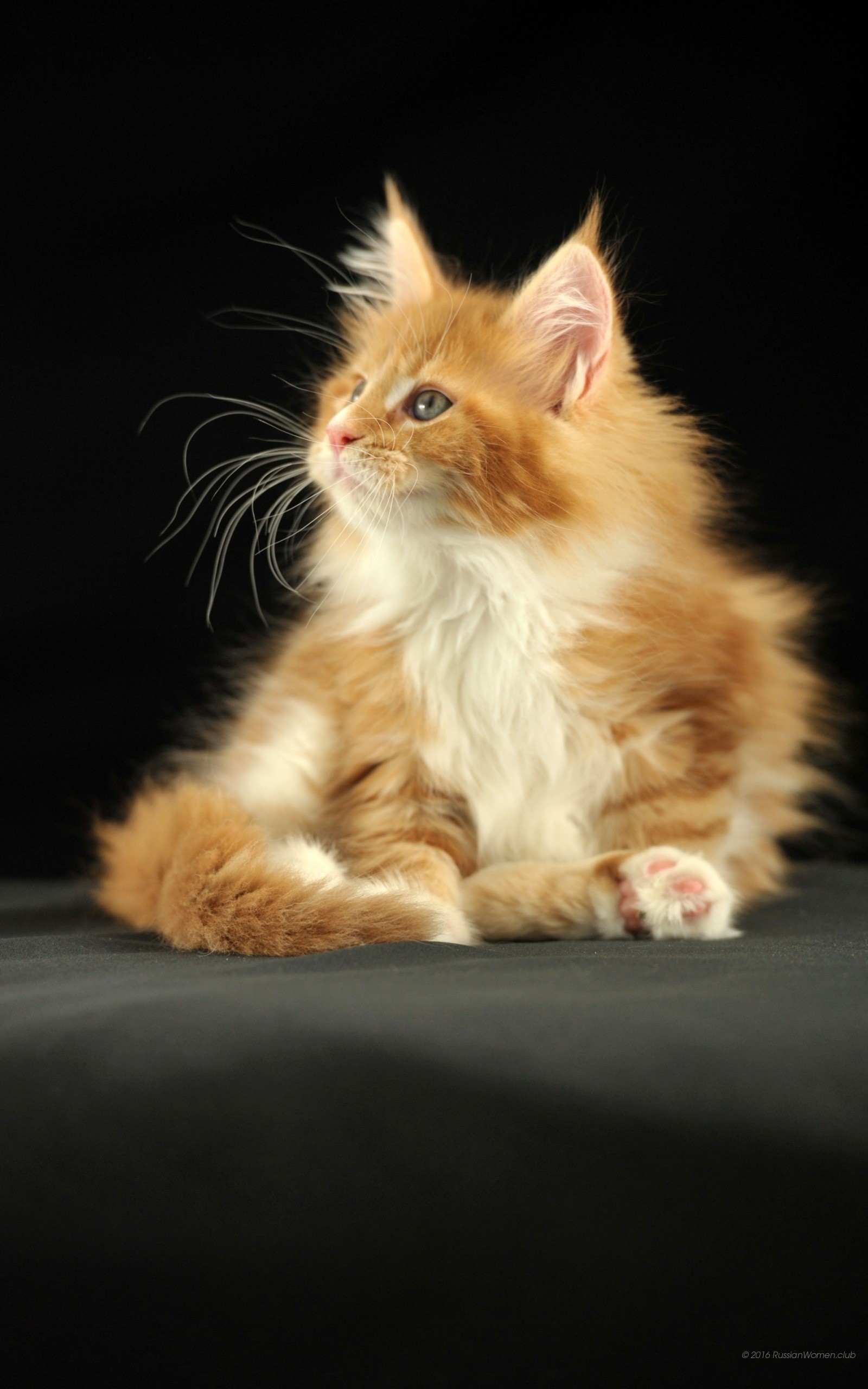 Gattino rosso, Maine Coon, Sfondo nero, QHD+, schermata di blocco del cellulare