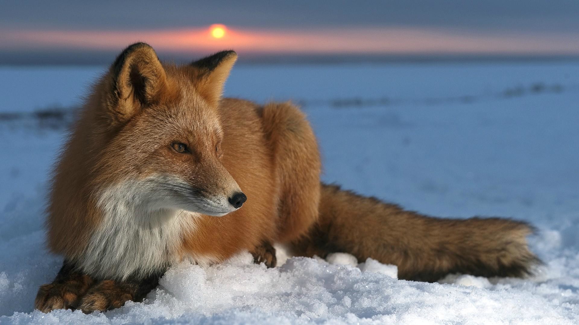 Volpe rossa, Neve, Tramonto, Full HD, sfondo desktop