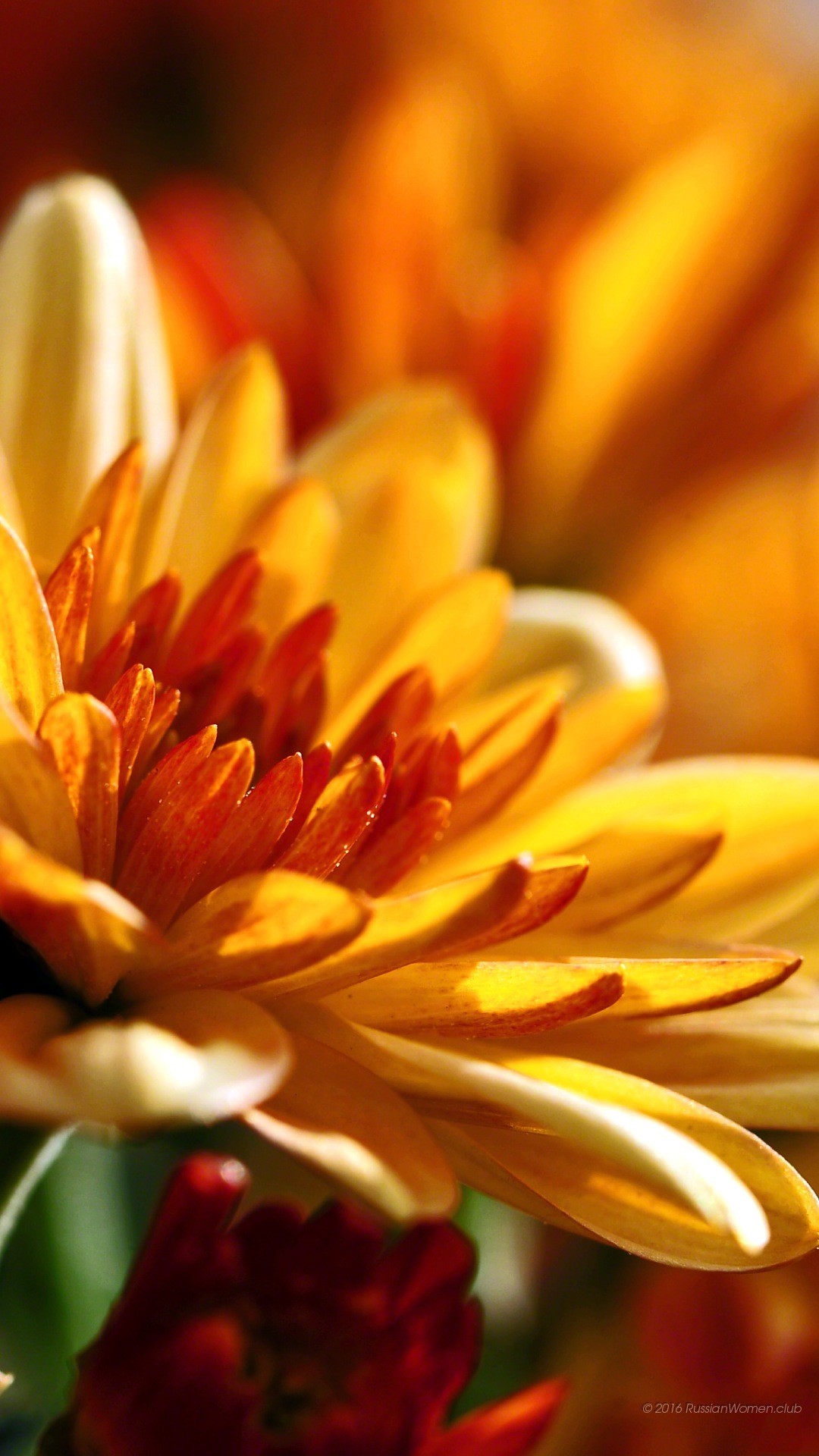Crisantemo, Fiore arancione, Macro, Petali, sfondo Full HD per cellulare