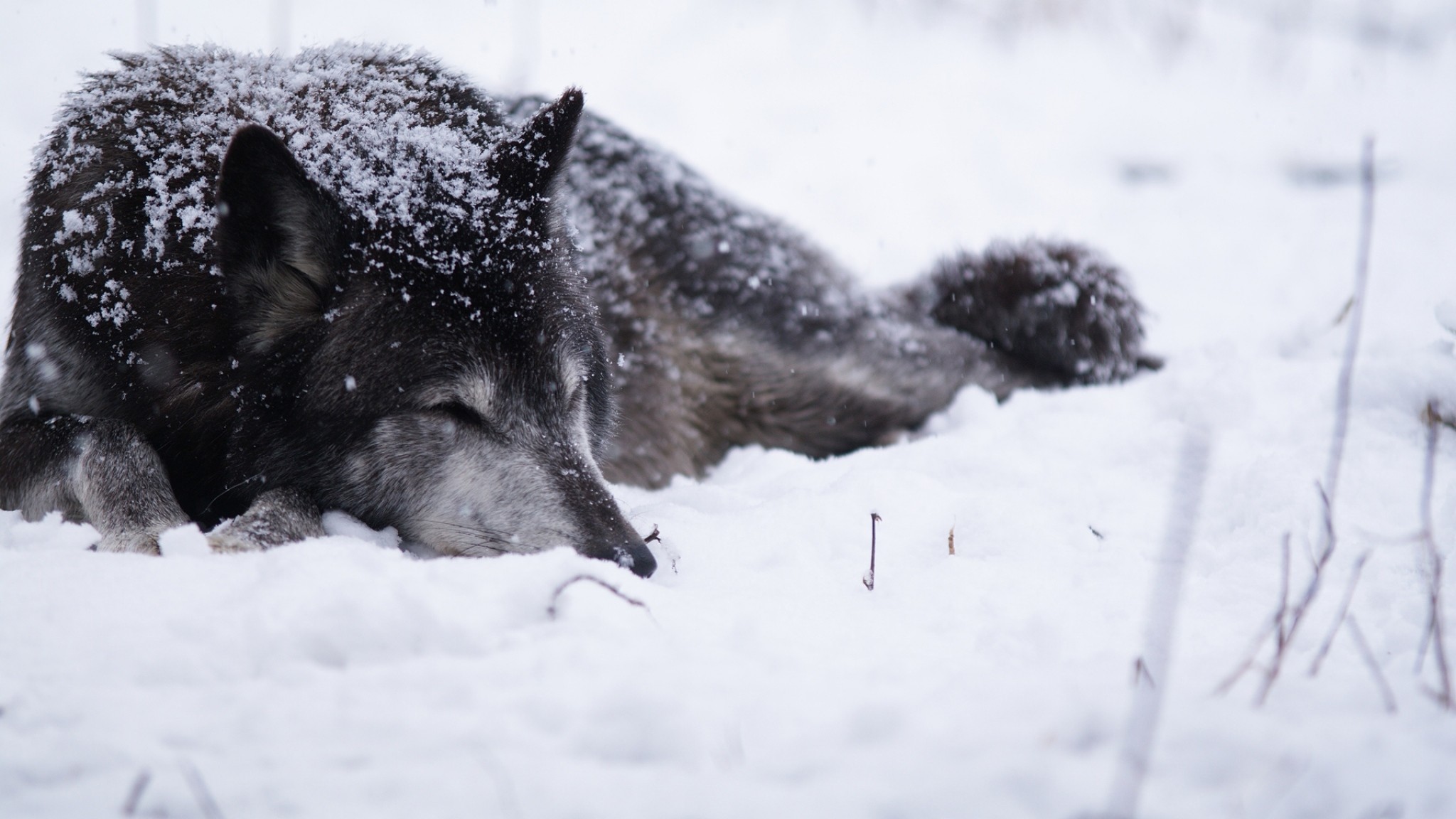 Lupo nero, Neve, Riposo, 16:9 Full HD, wallpaper widescreen