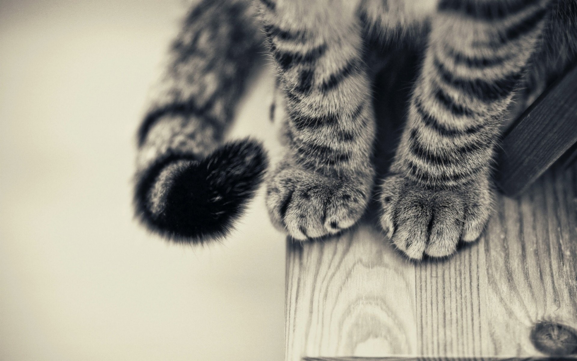 Gatto tigrato, Zampe, Coda, Legno, Bianco e nero, 1920x1200, sfondo MacBook Pro