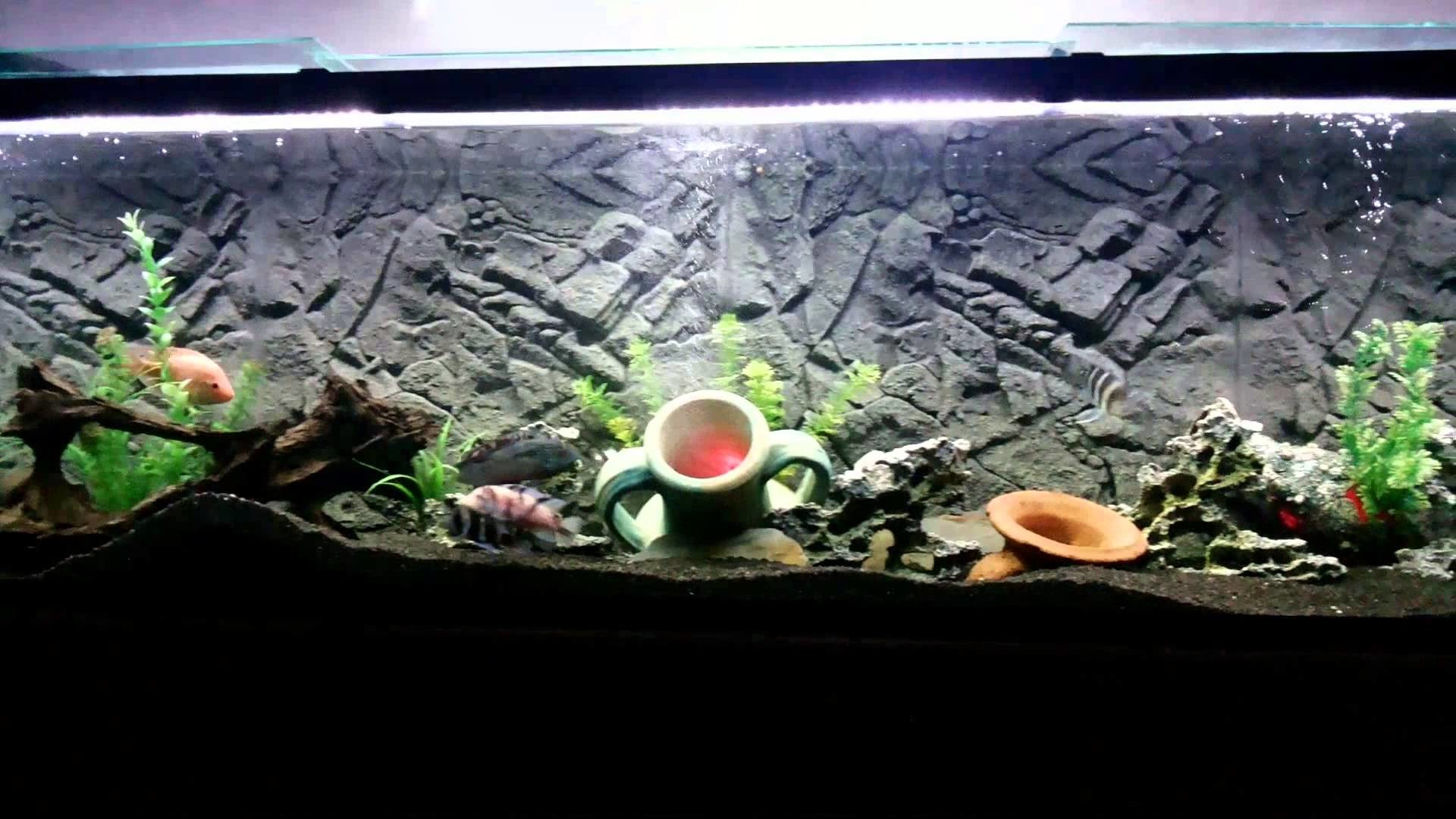 Acquario, Decorazioni, Piante acquatiche, 1920x1080, immagine di sfondo