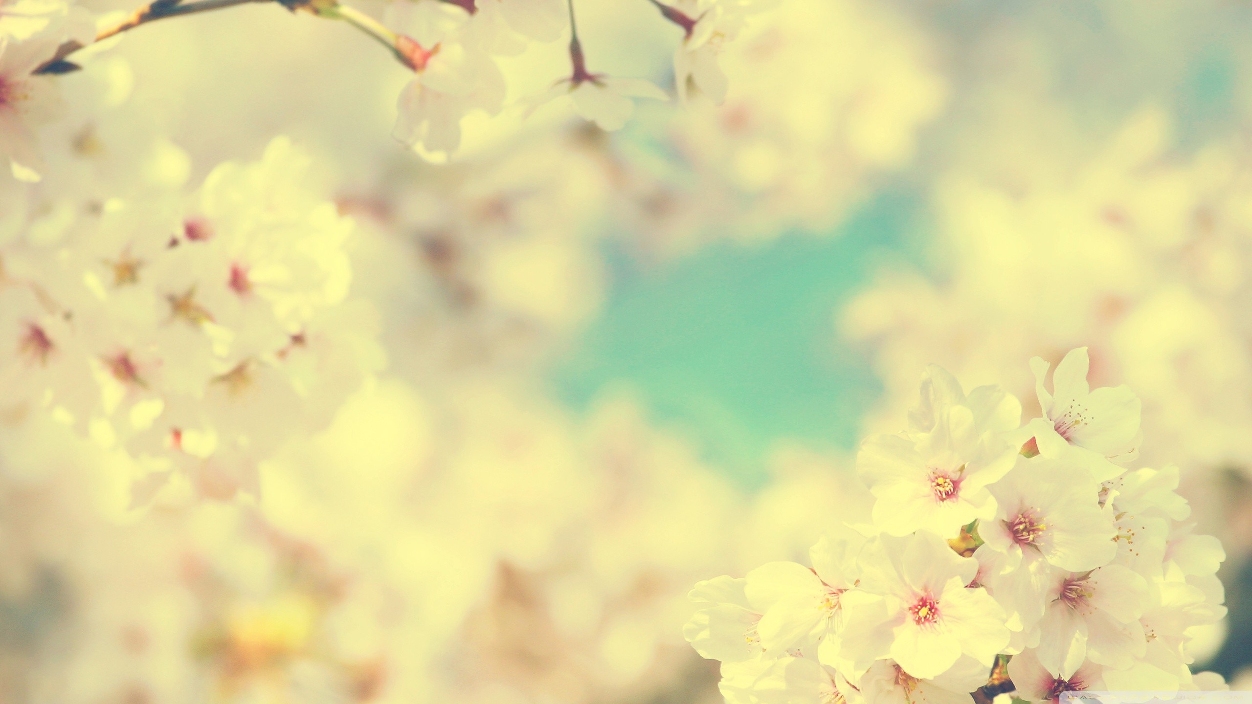 Fiori di ciliegio, Bokeh, Toni pastello, Giallo, 2K, sfondo per PC