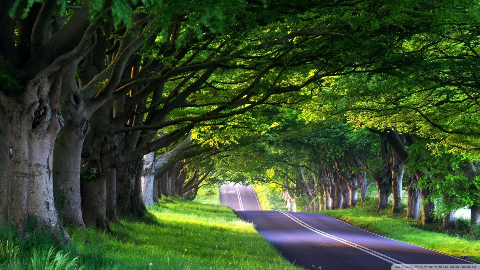 Viale alberato, Strada, Alberi, Verde, Full HD 1080p, sfondo desktop