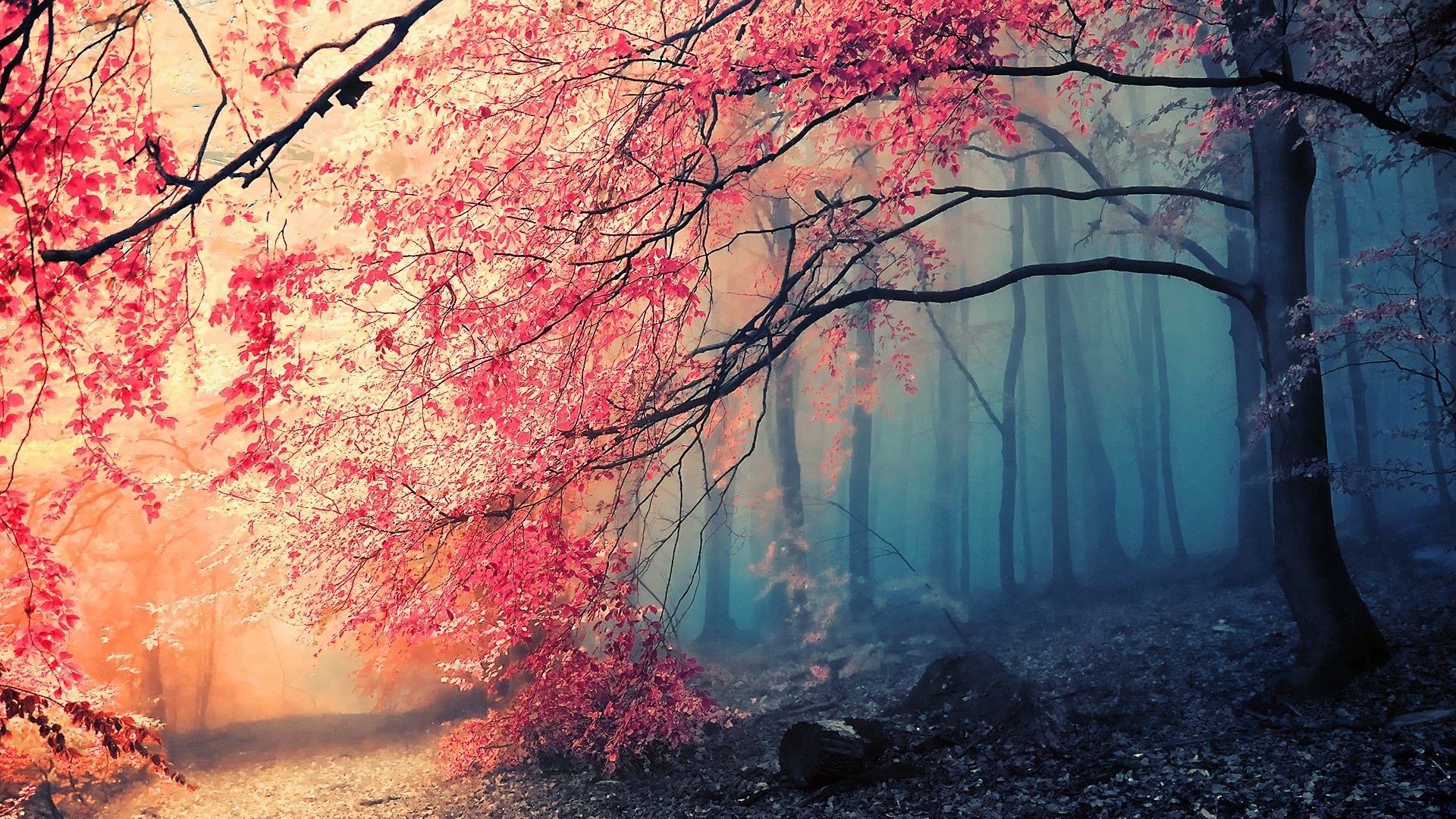 Alberi rossi, Foresta, Nebbia, Autunno, Full HD, wallpaper desktop