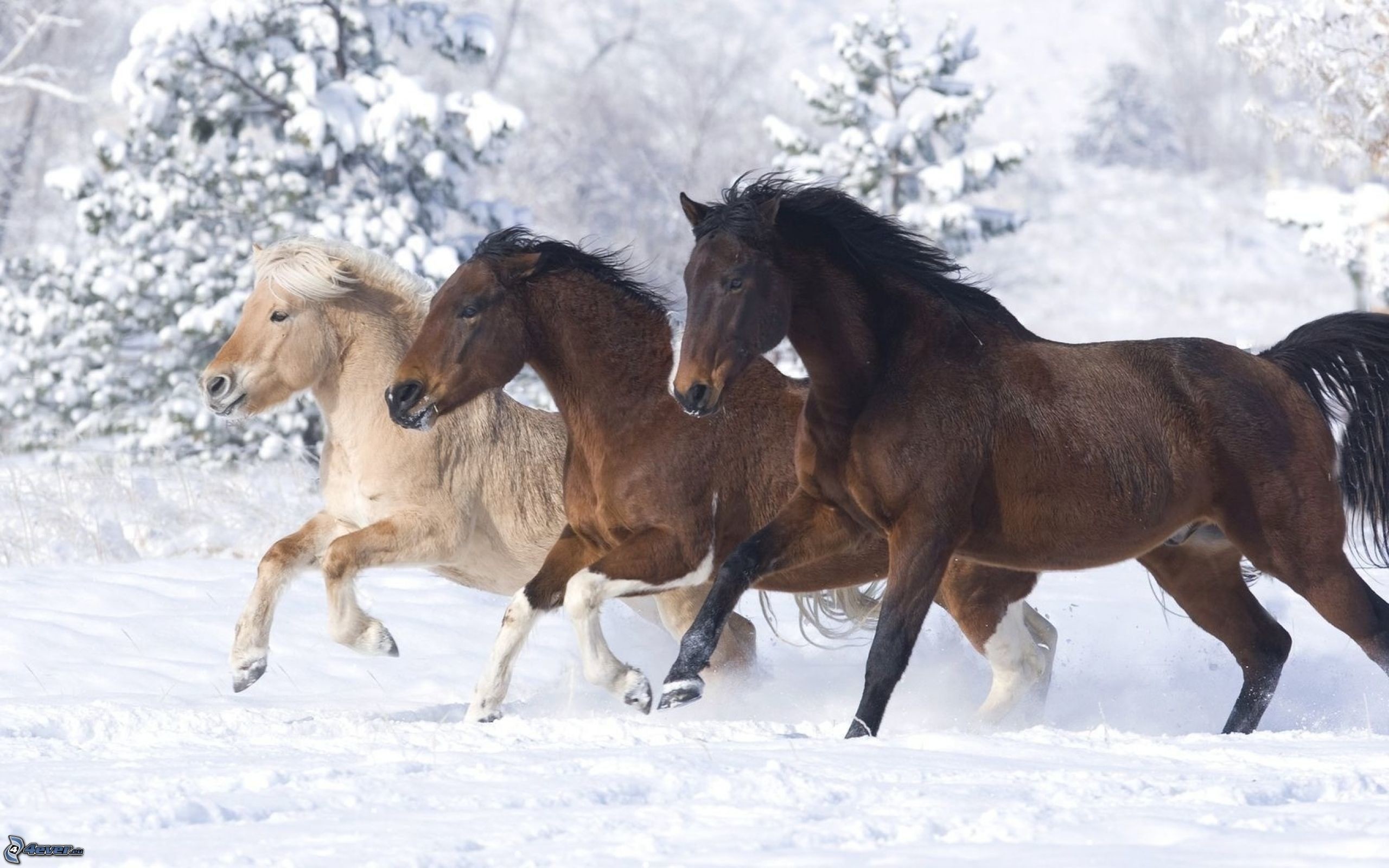 Cavalli, Galoppo, Neve, Inverno, 2K, sfondo per PC