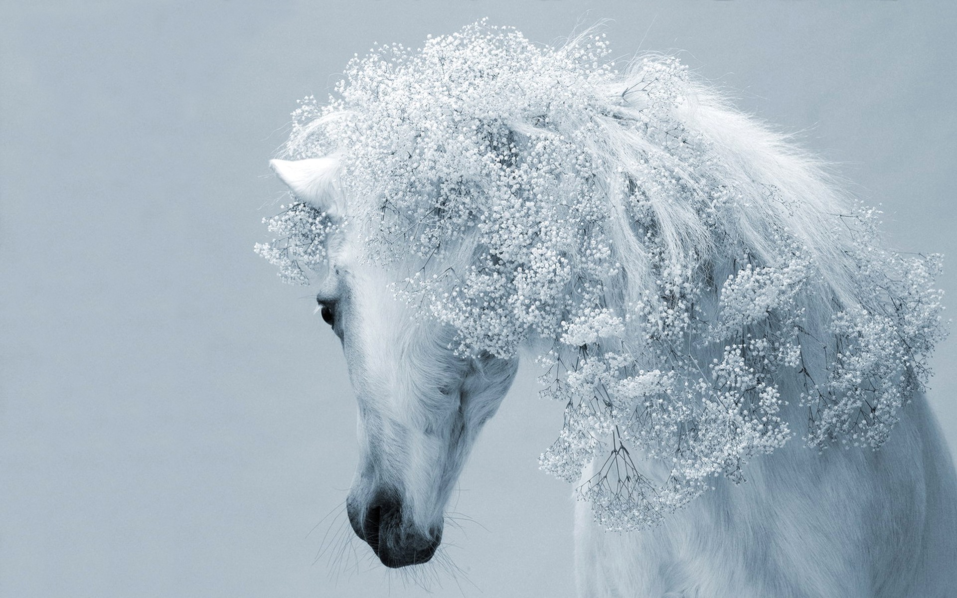 Cavallo bianco, Criniera di fiori, Arte fantasy, Azzurro, 1920x1200, sfondo MacBook Pro