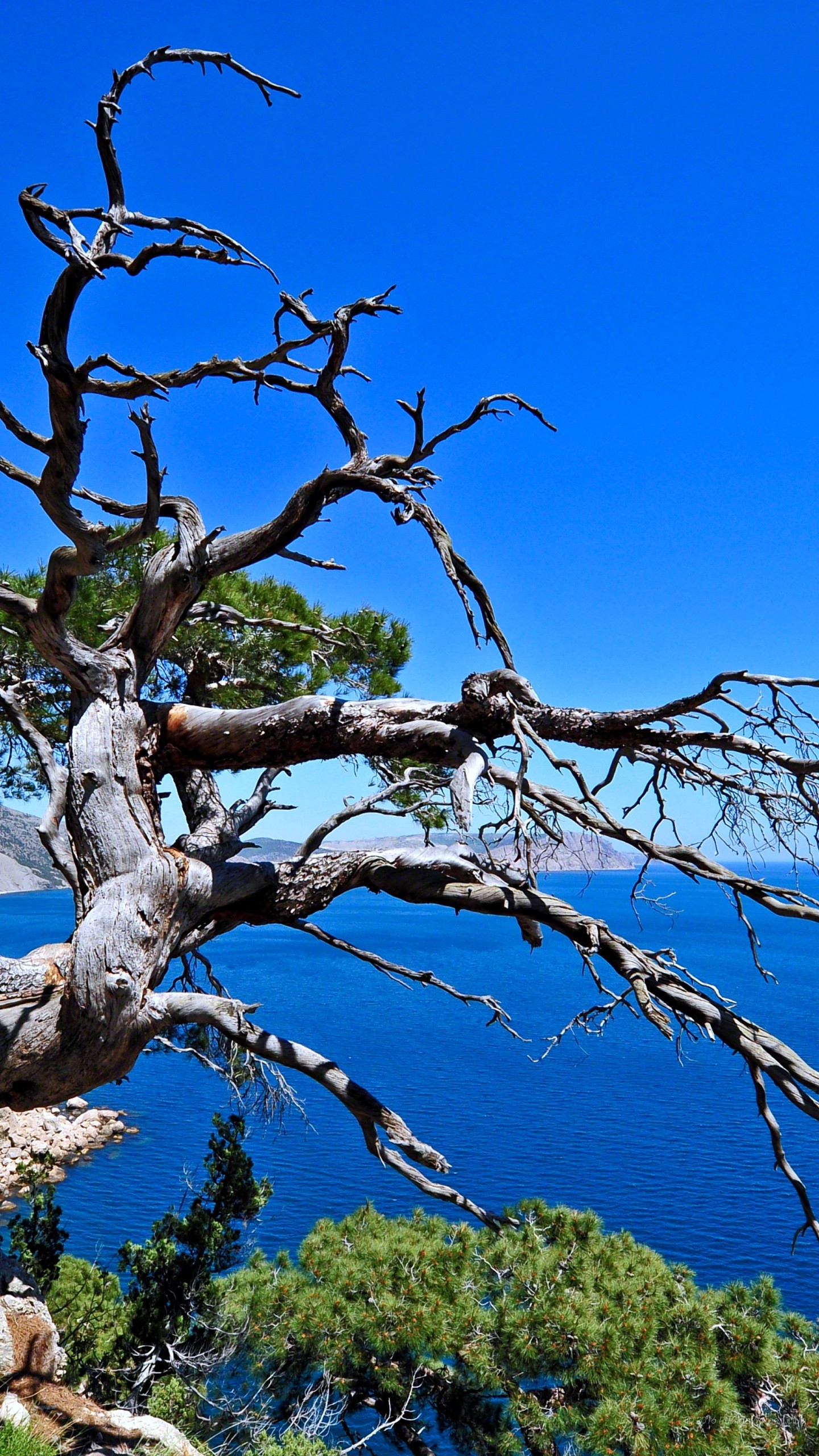 Albero secco, Mare, Cielo azzurro, sfondo Samsung verticale