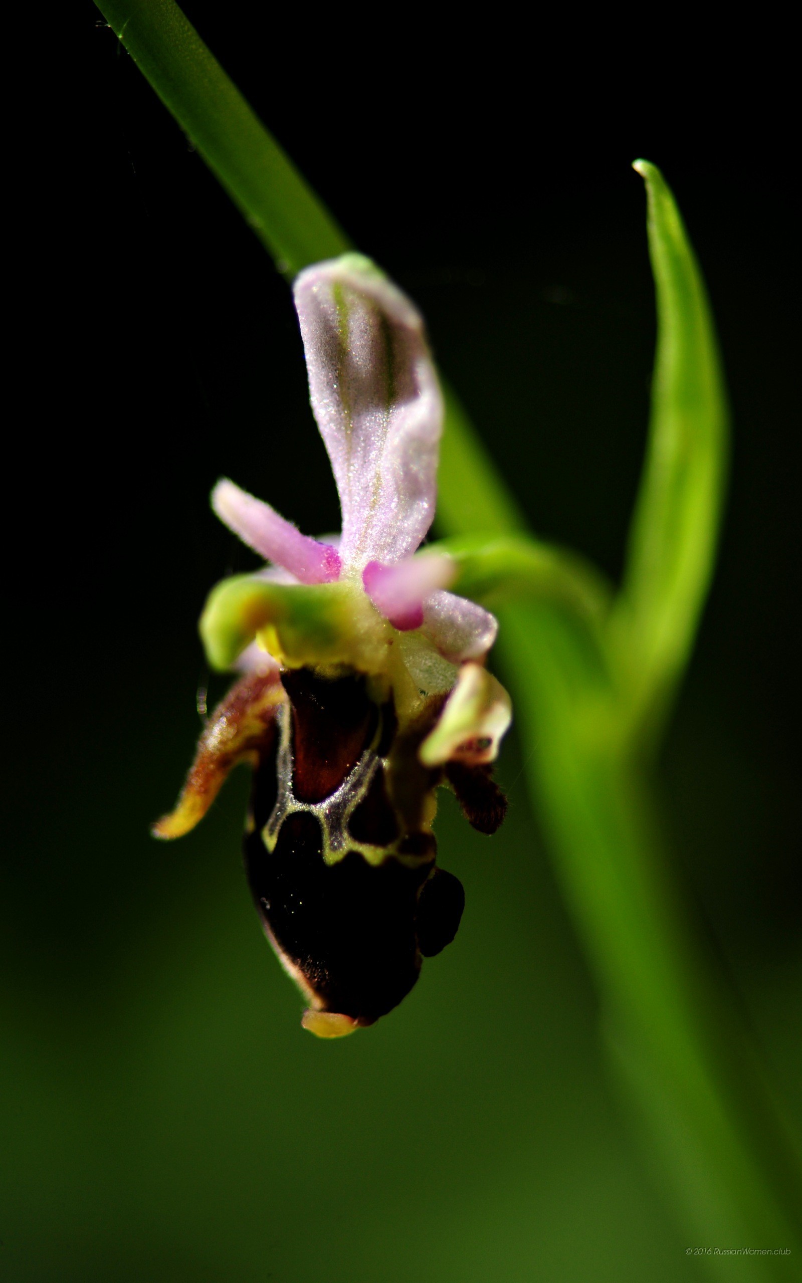 Ofride, Orchidea selvatica, Macro, Verde, sfondo smartphone