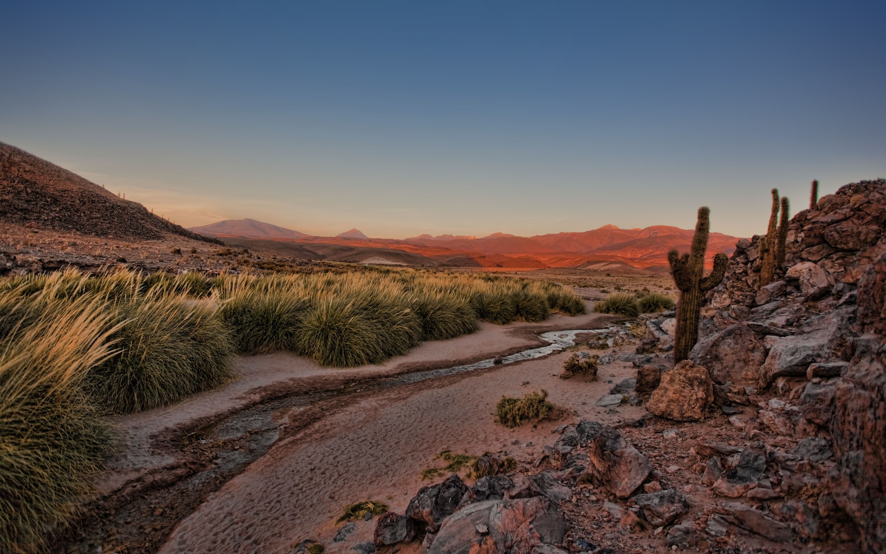 Cactus, Valle arida, Erba, Montagne, Atacama, 2880x1800, sfondo per PC