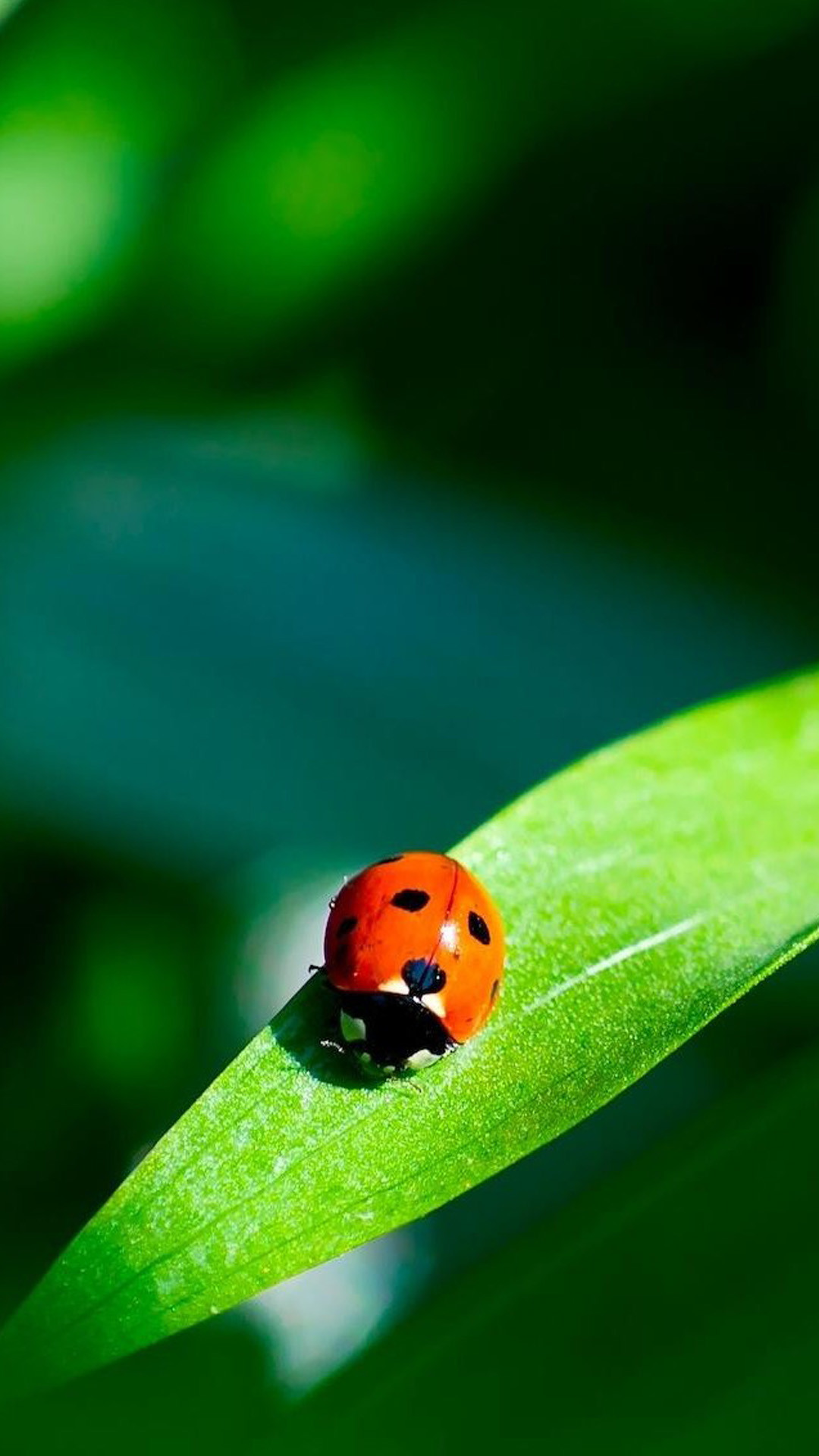 Coccinella, Foglia, Macro, Verde, sfondo per iPhone e Android