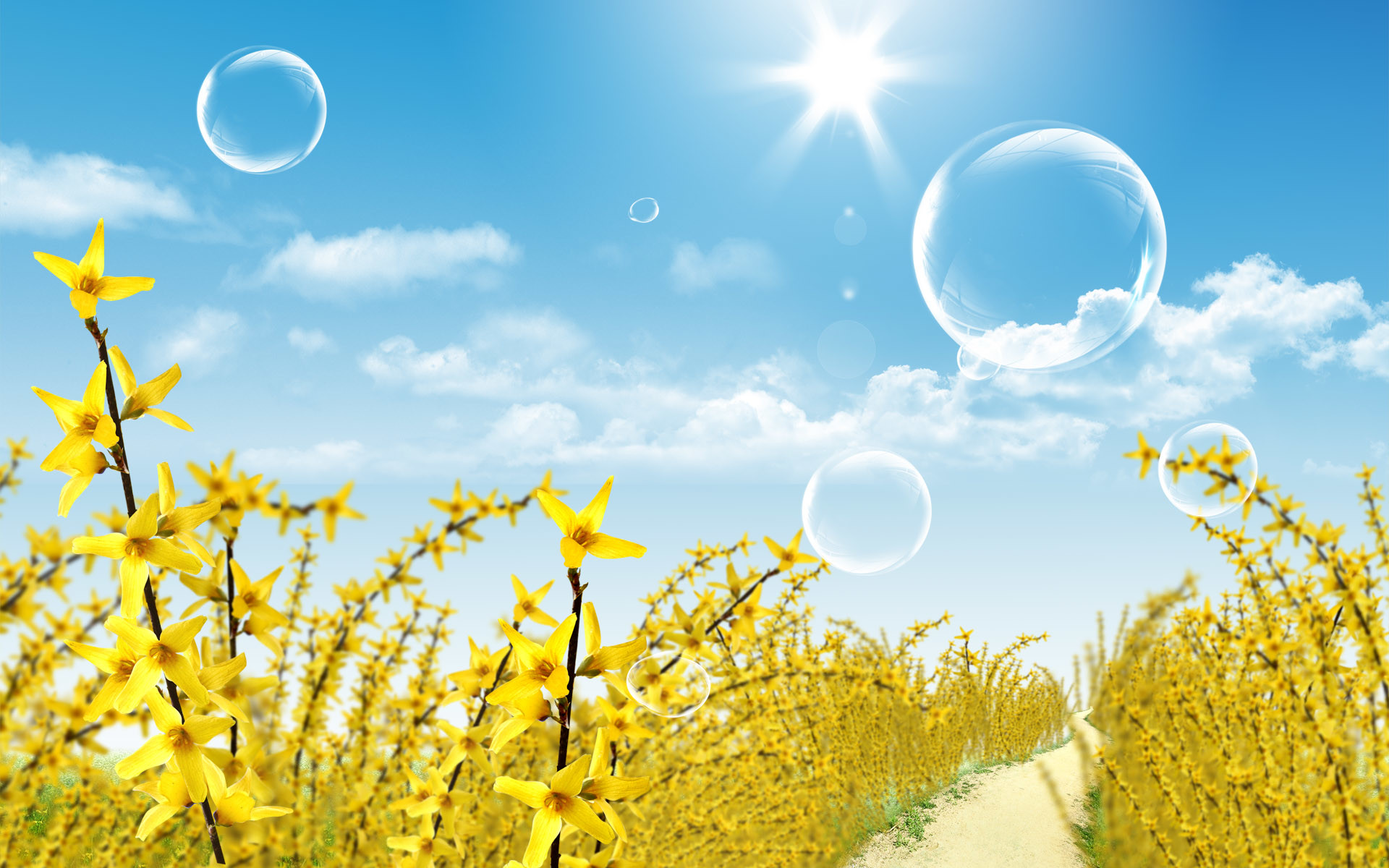 Bolle di sapone, Forsizia, Fiori gialli, Cielo azzurro, Sole, 16:10 Full HD, sfondo widescreen