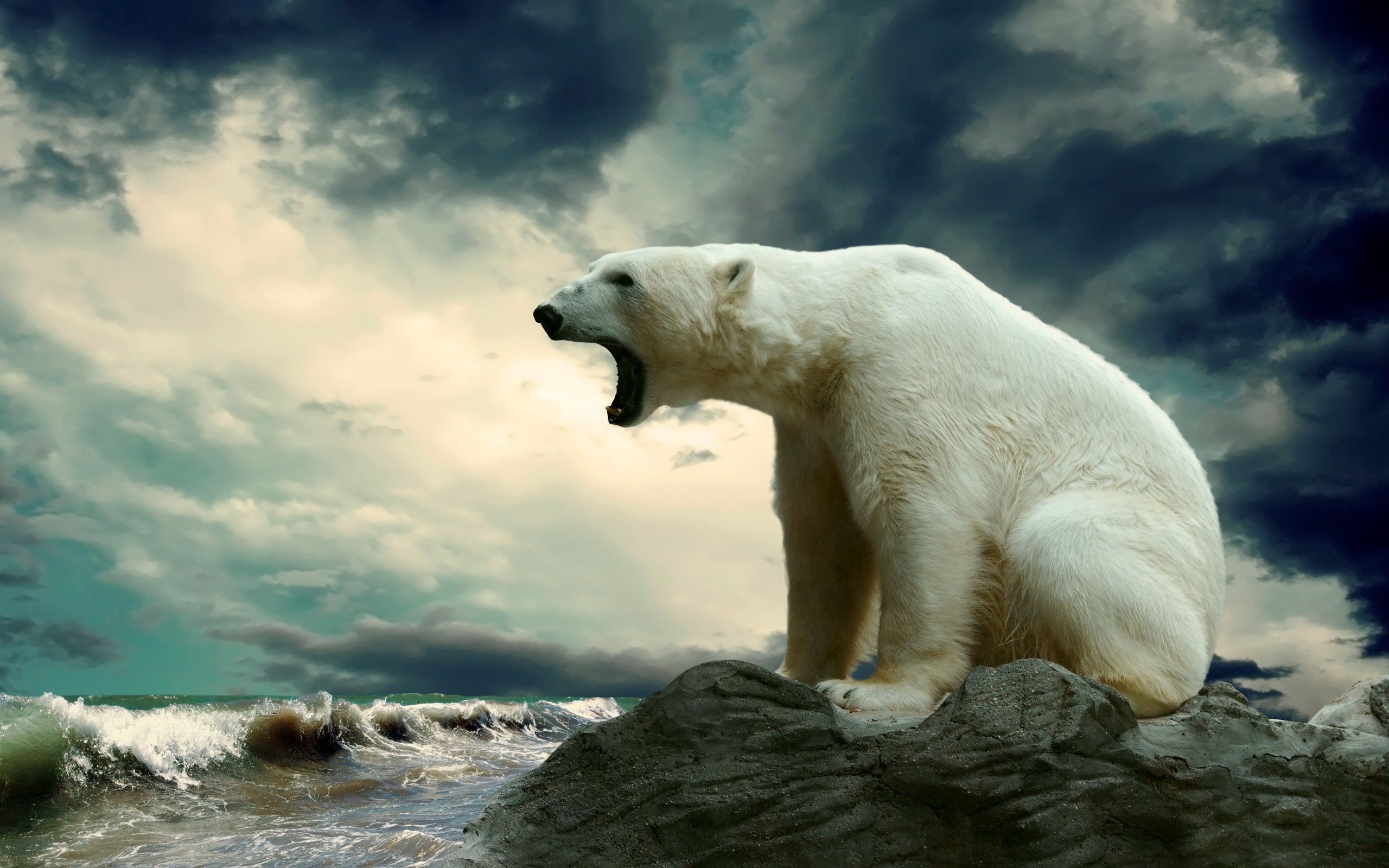 Orso polare, Ruggito, Mare in tempesta, Roccia, 16:10 2K, sfondo widescreen