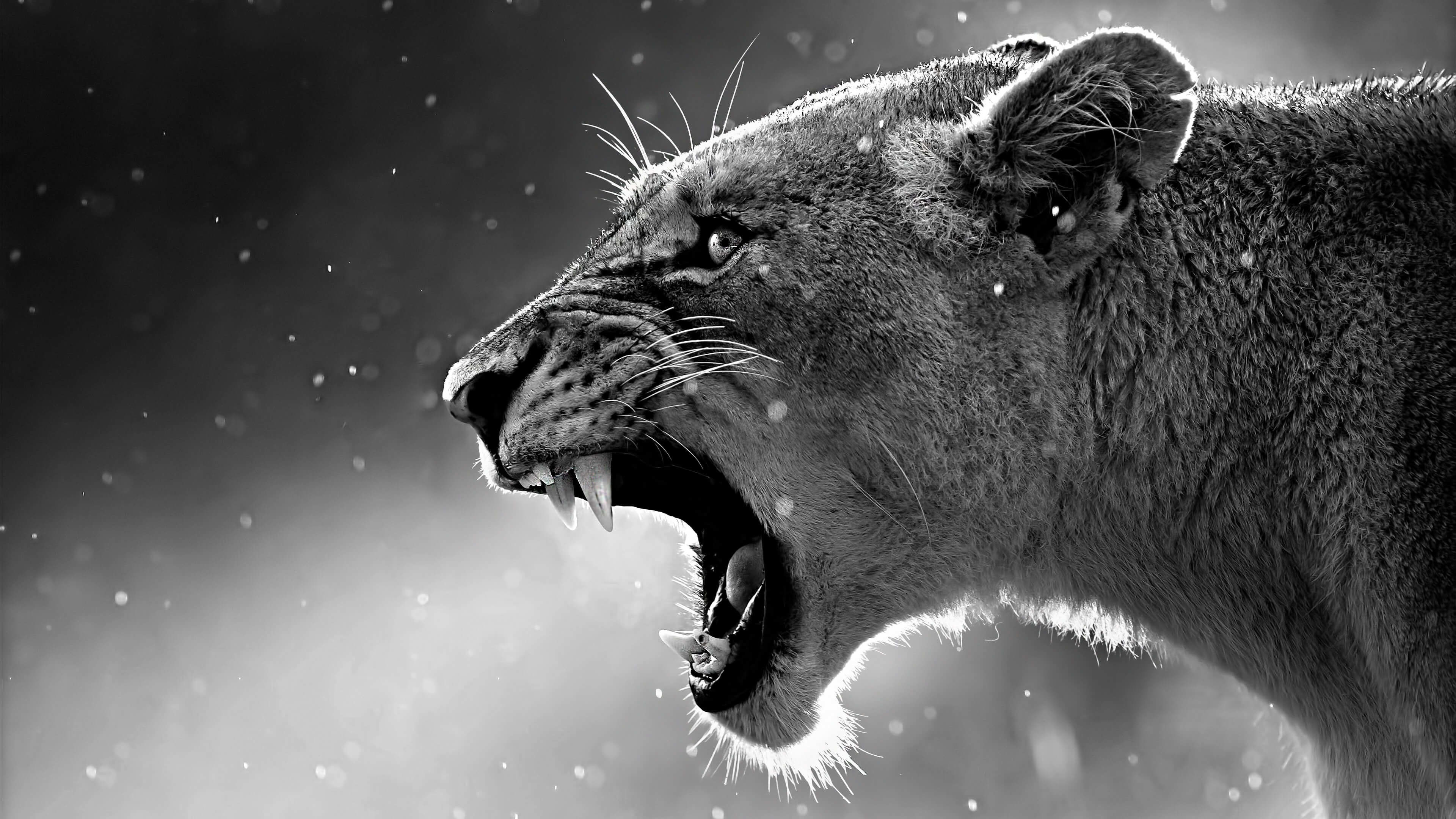 Leonessa, Ruggito, Bianco e nero, Felino, 4K, sfondo per PC e portatile