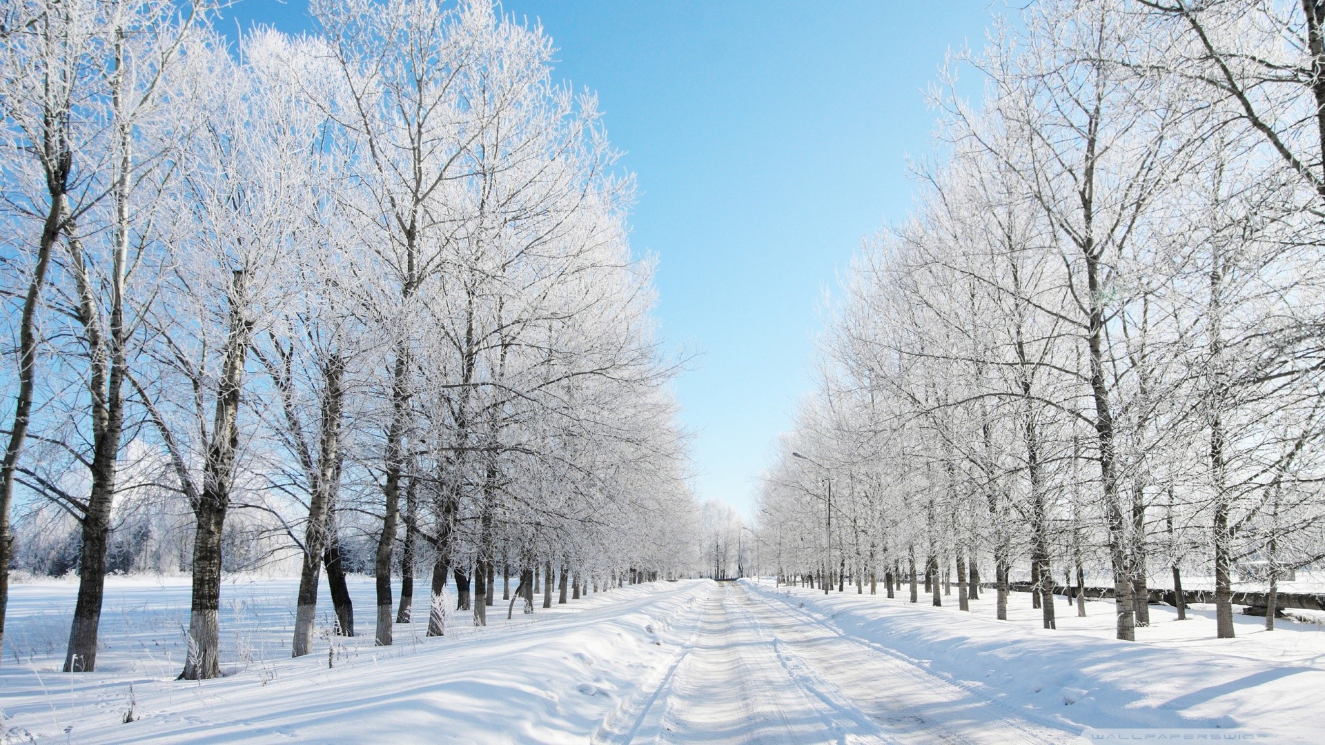Viale alberato, Brina, Cielo blu, Strada innevata, Full HD, sfondo Windows 11