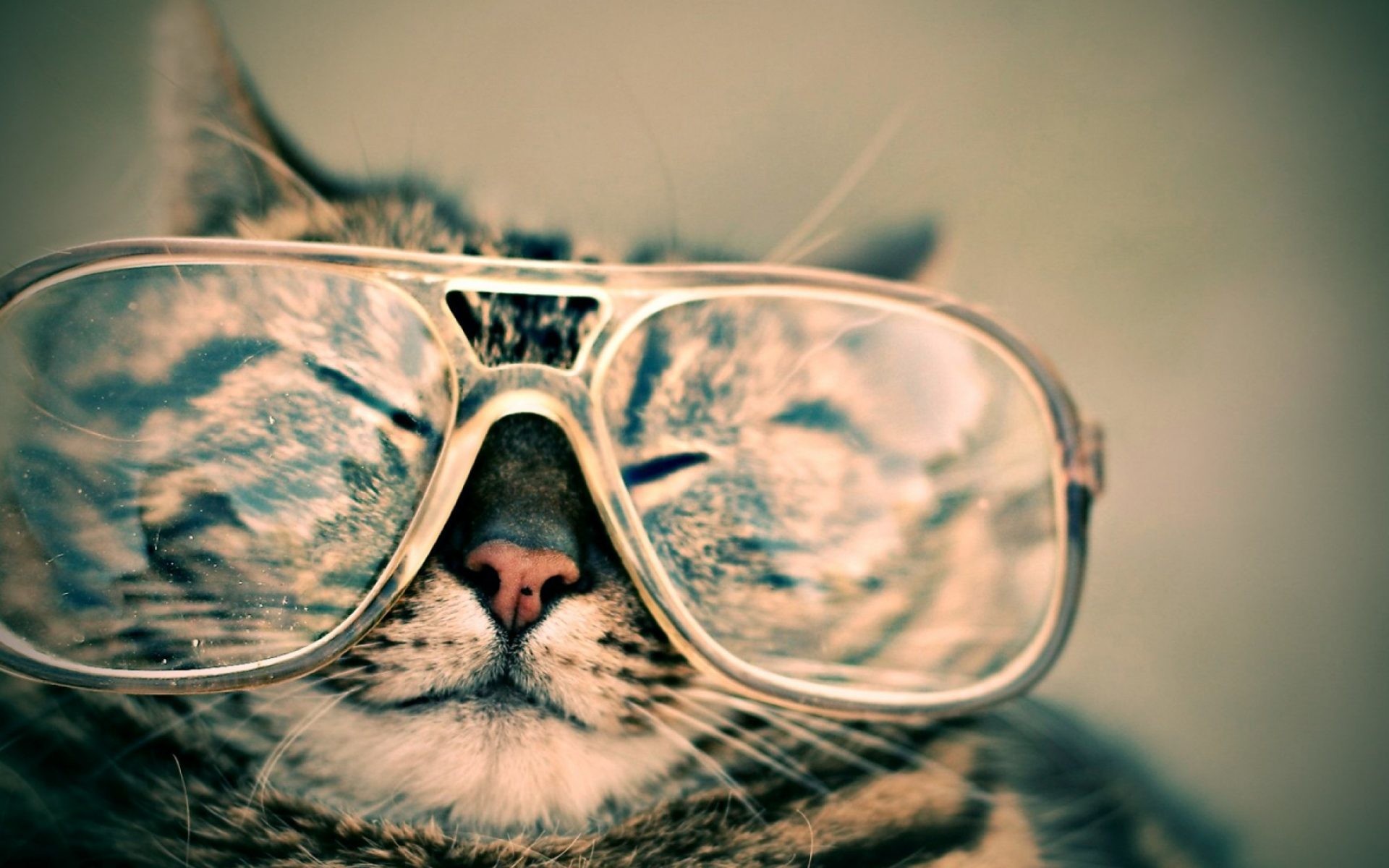 Gatto, Occhiali, Primo piano, Divertente, 1920x1200, sfondo MacBook Pro