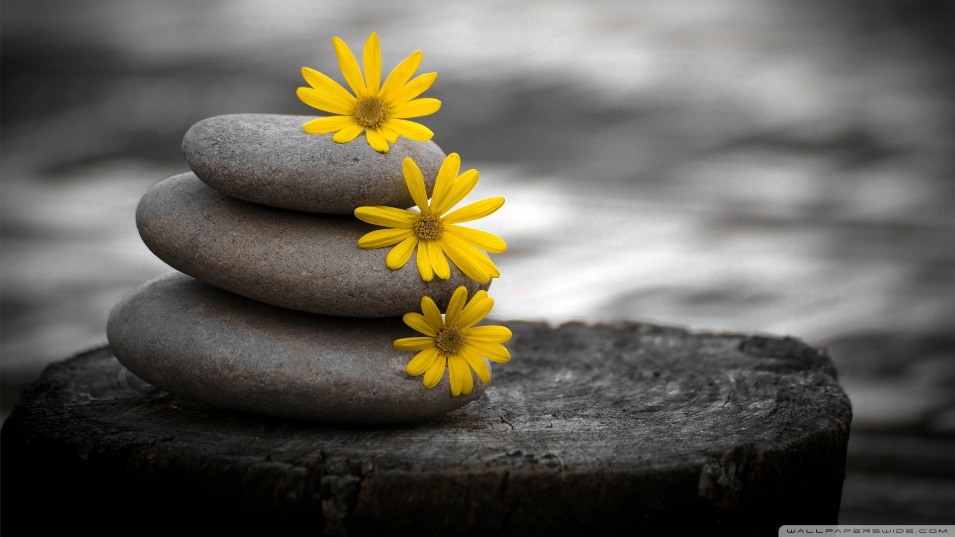 Pietre impilate, Fiori gialli, Tronco, 16:9 Full HD, sfondo widescreen