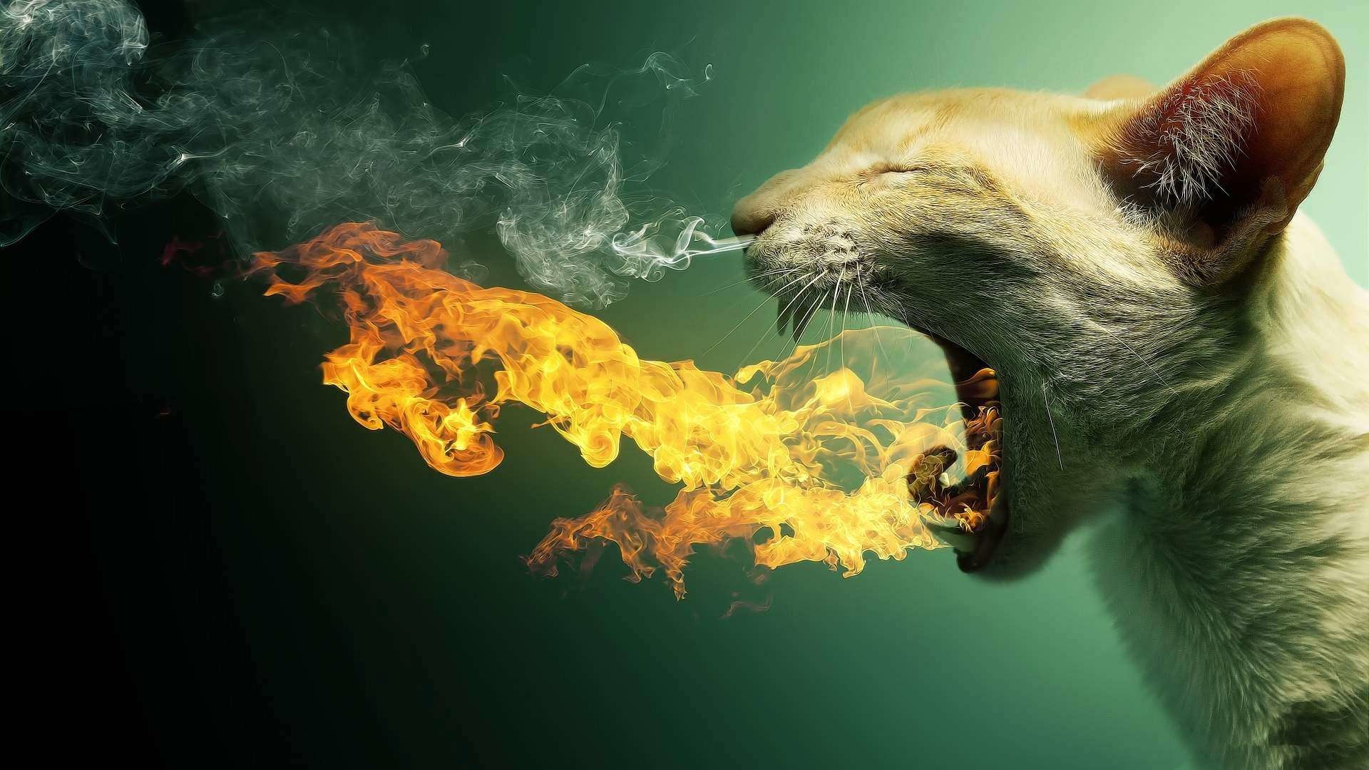 Gatto, Sputafuoco, Fiamme, Fotomontaggio, 16:9 Full HD, sfondo widescreen