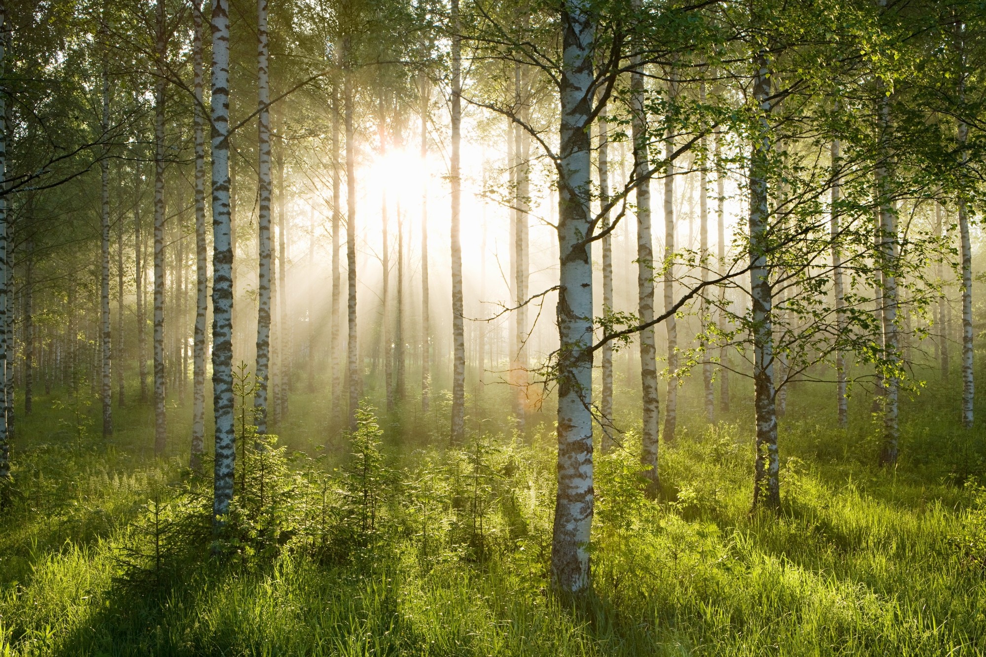 Betulle, Raggi di sole, Bosco, Erba alta, Full HD, sfondo desktop