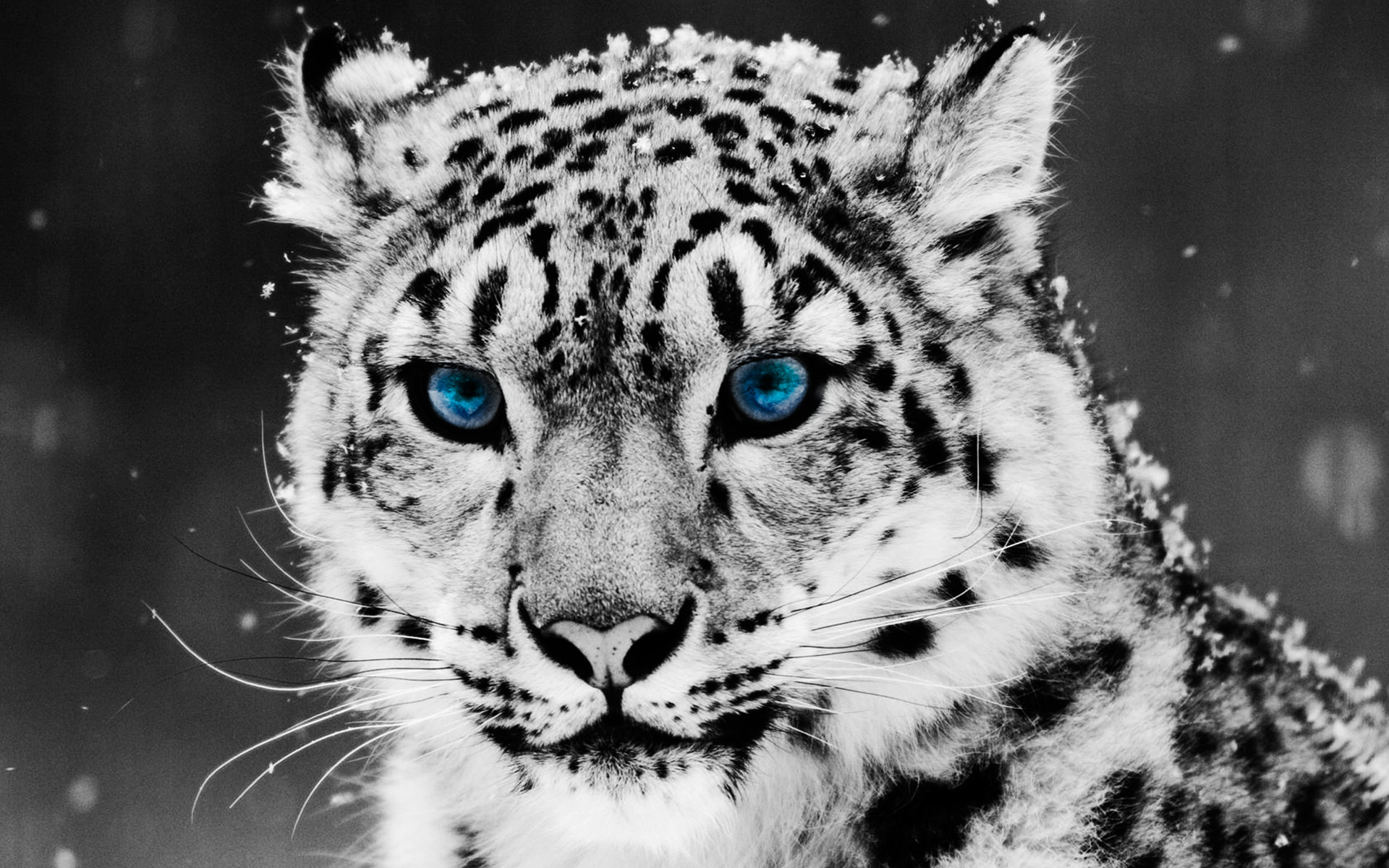 Leopardo delle nevi, Occhi azzurri, Bianco e nero, Primo piano, Full HD, sfondo per PC e portatile