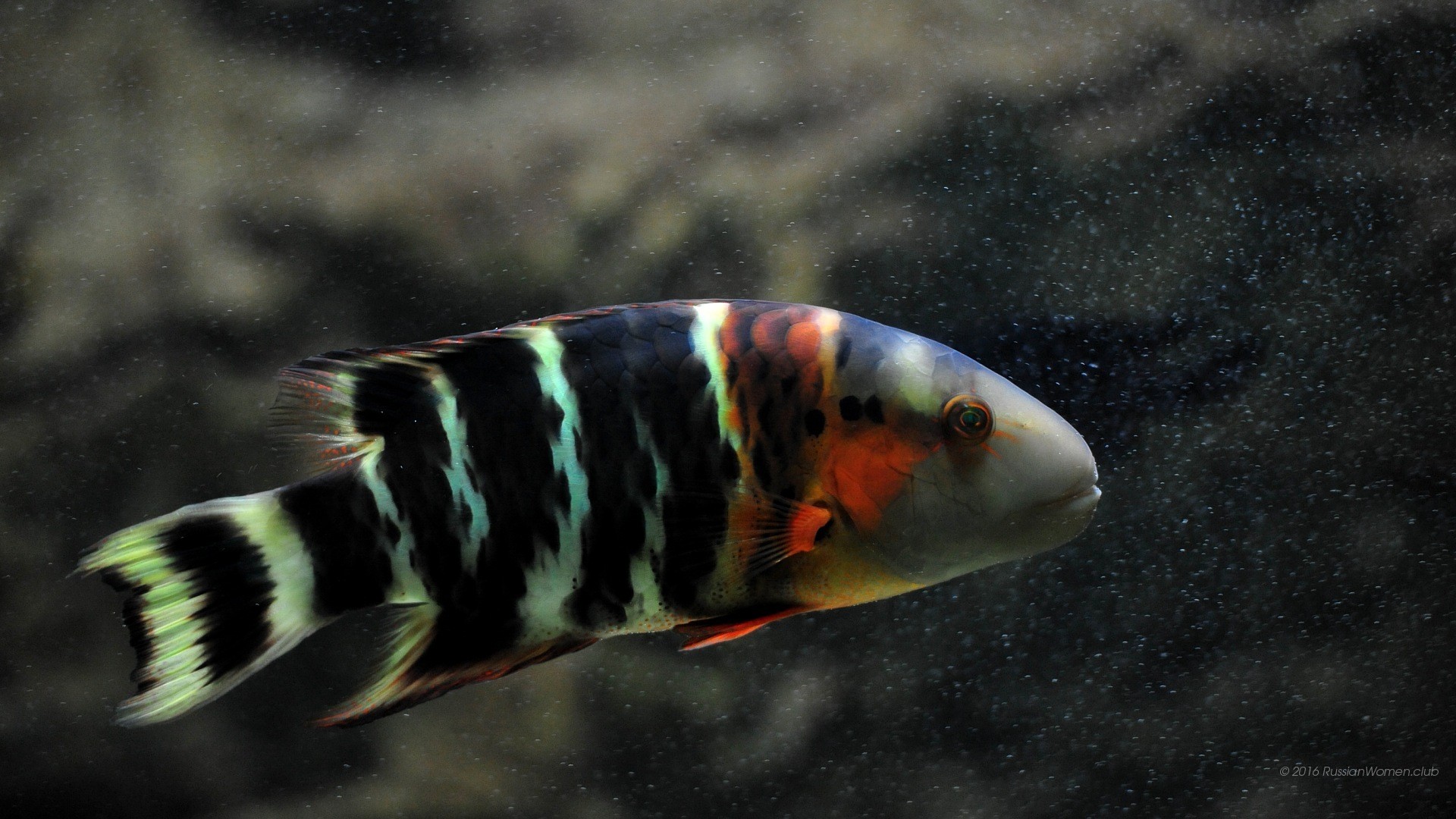 Pesce, Strisce, Sott'acqua, sfondo Full HD per desktop