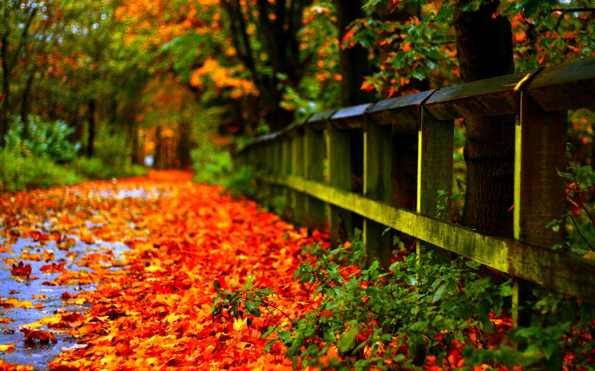 Staccionata, Foglie rosse, Sentiero, Verde, Full HD, wallpaper per computer