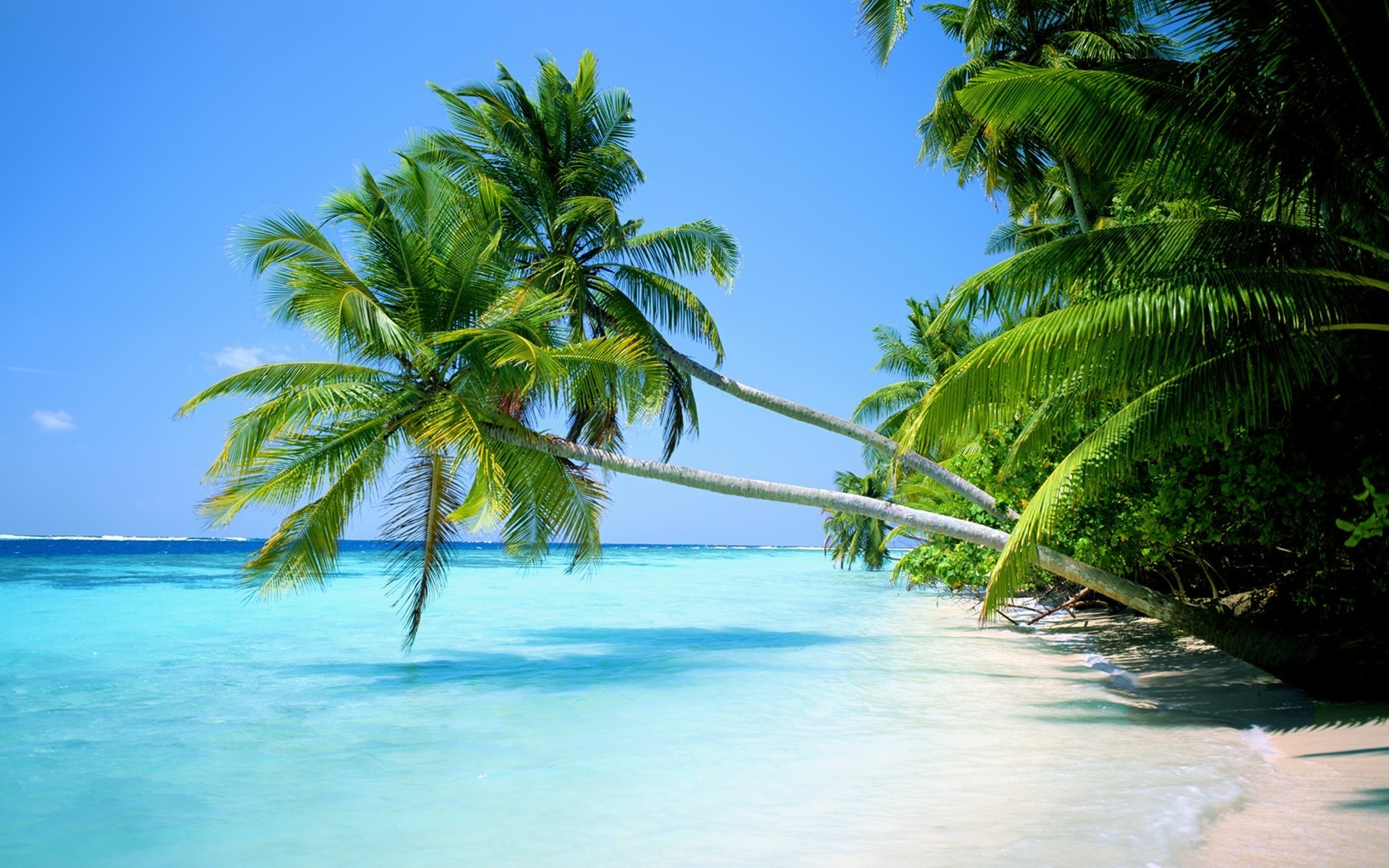 Palme, Mare turchese, Spiaggia tropicale, 16:10 Full HD, sfondo widescreen