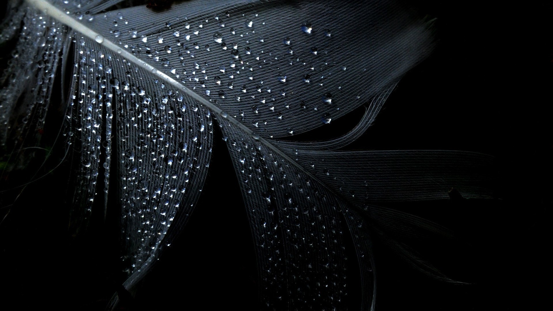 Piuma, Gocce d'acqua, Macro, 1920x1080, immagine di sfondo