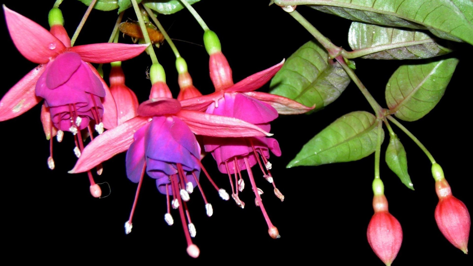Fucsia, Fiori, Sfondo nero, Full HD, wallpaper per portatile
