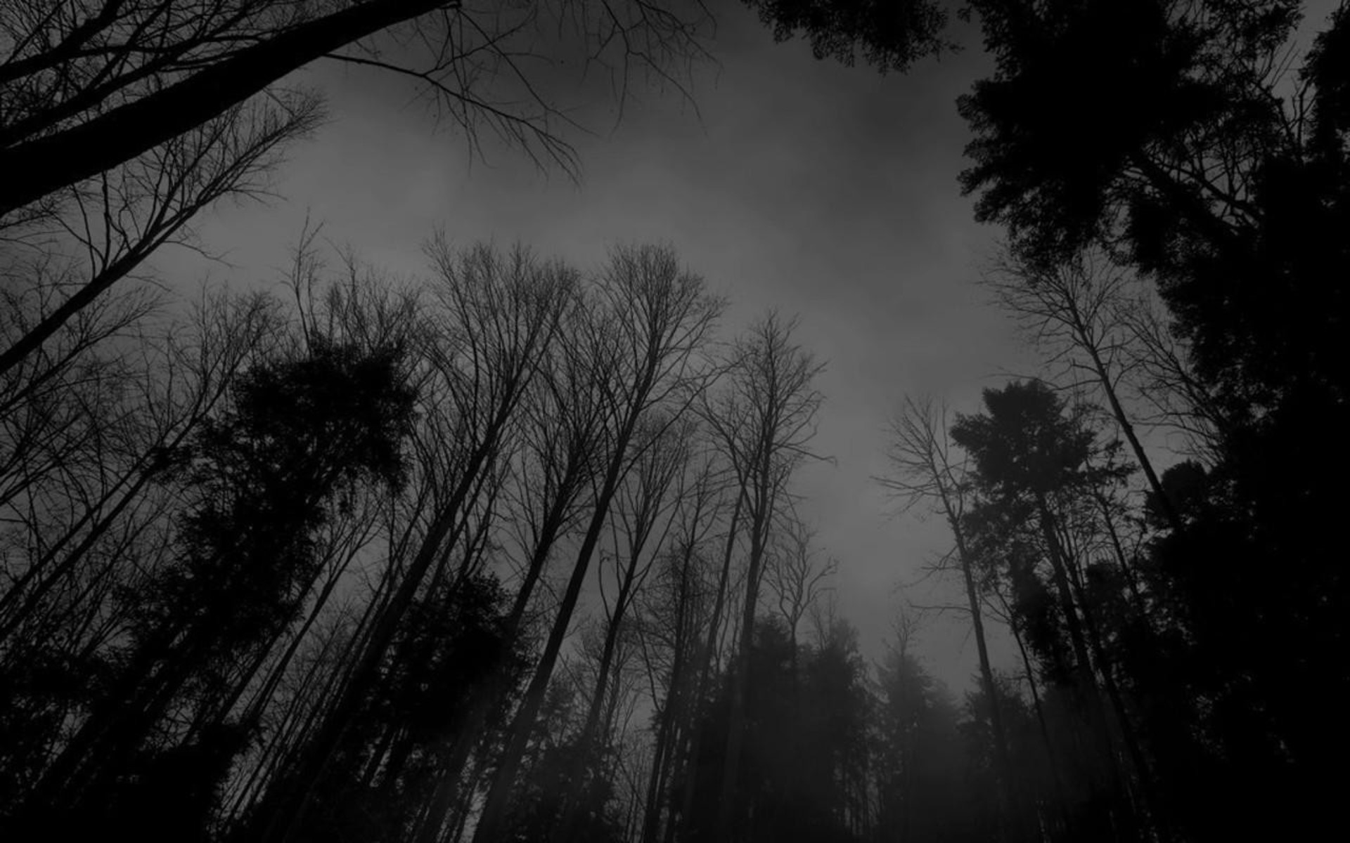 Foresta, Alberi spogli, Bianco e nero, Full HD, sfondo per il tuo desktop