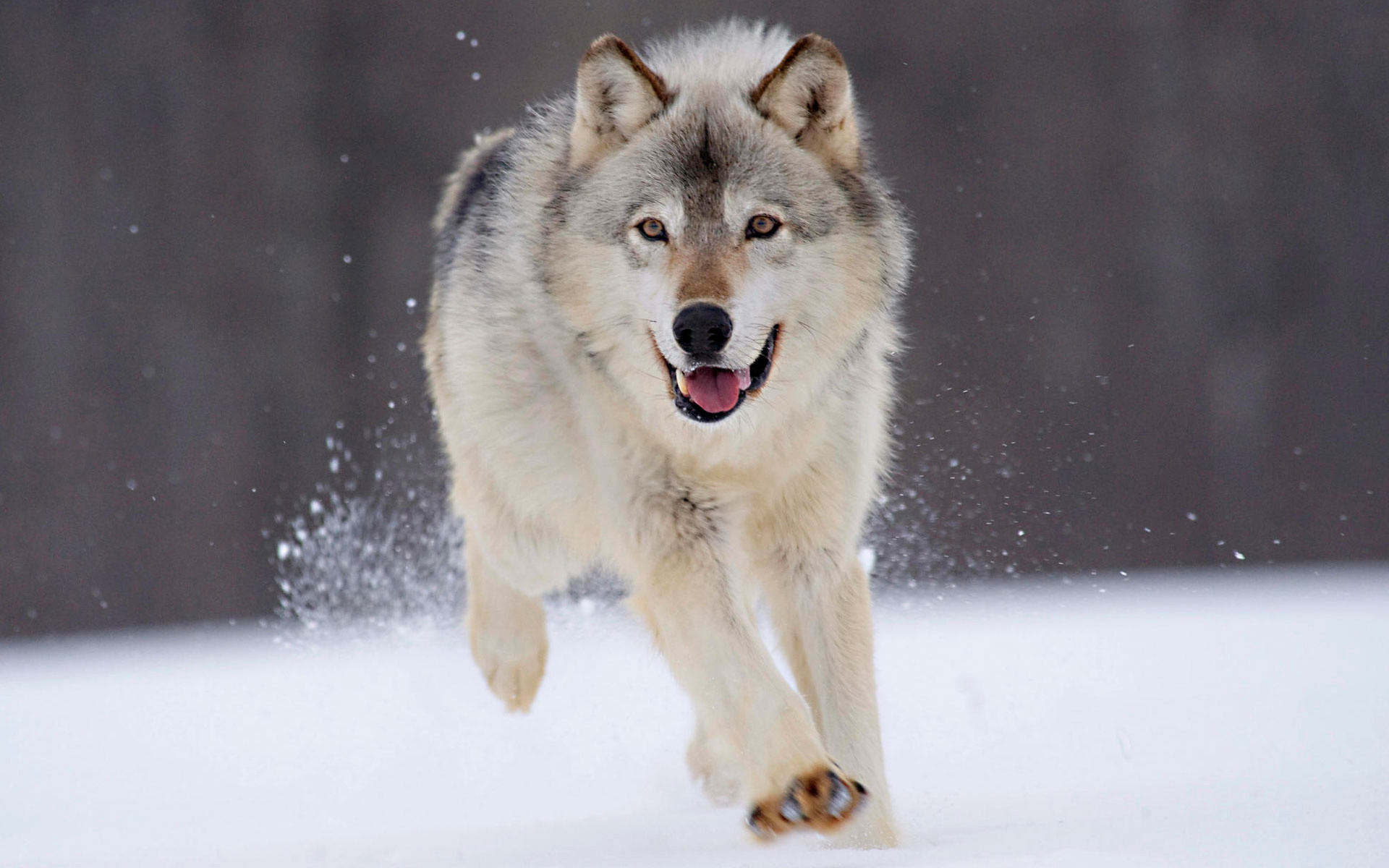 Lupo grigio, Corsa, Neve, Full HD, wallpaper desktop